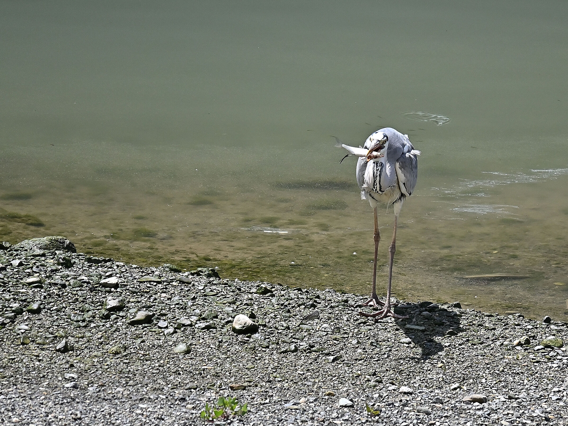 Grey heron