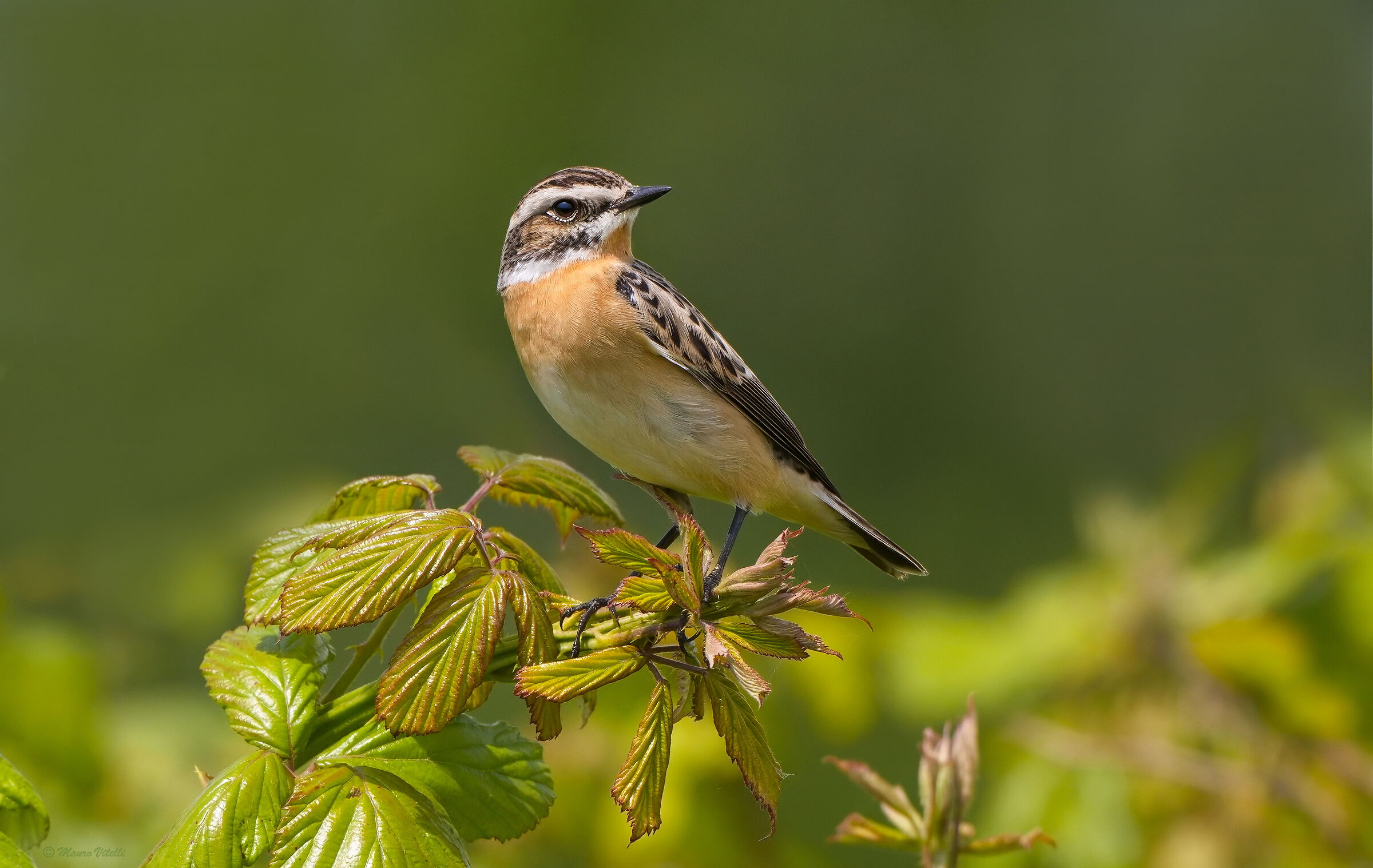 Whinchat (Saxicola rubetra)