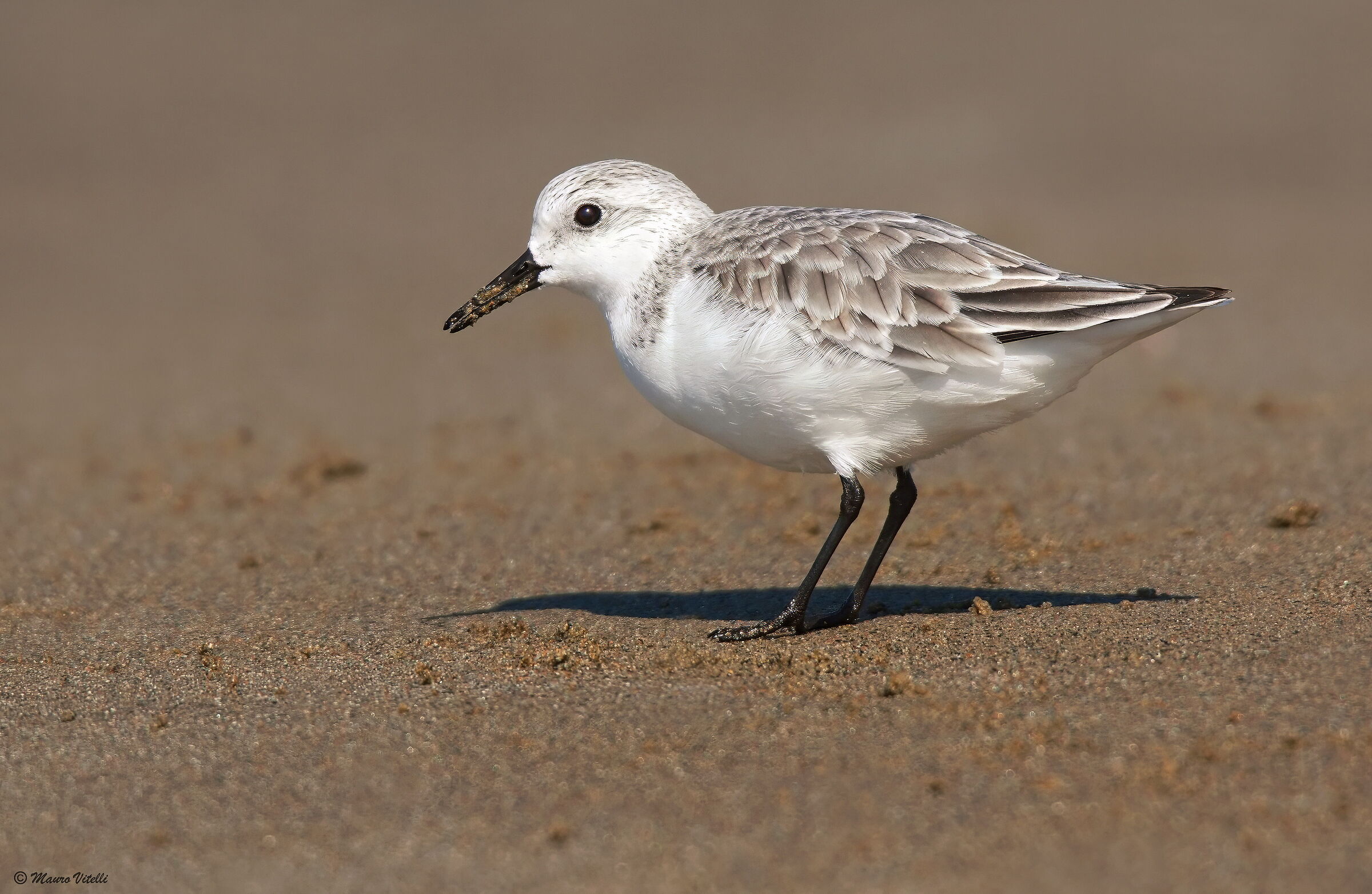 Three-toed Sandpiper (Calidris alba)