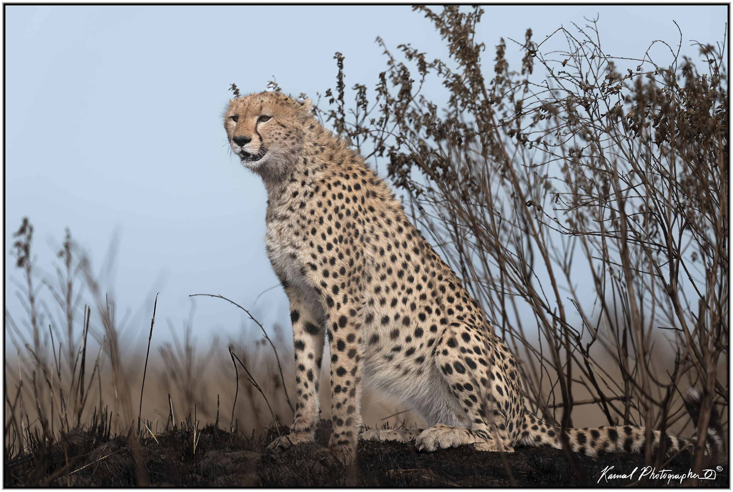 Ghepardo (Acinonyx jubatus)