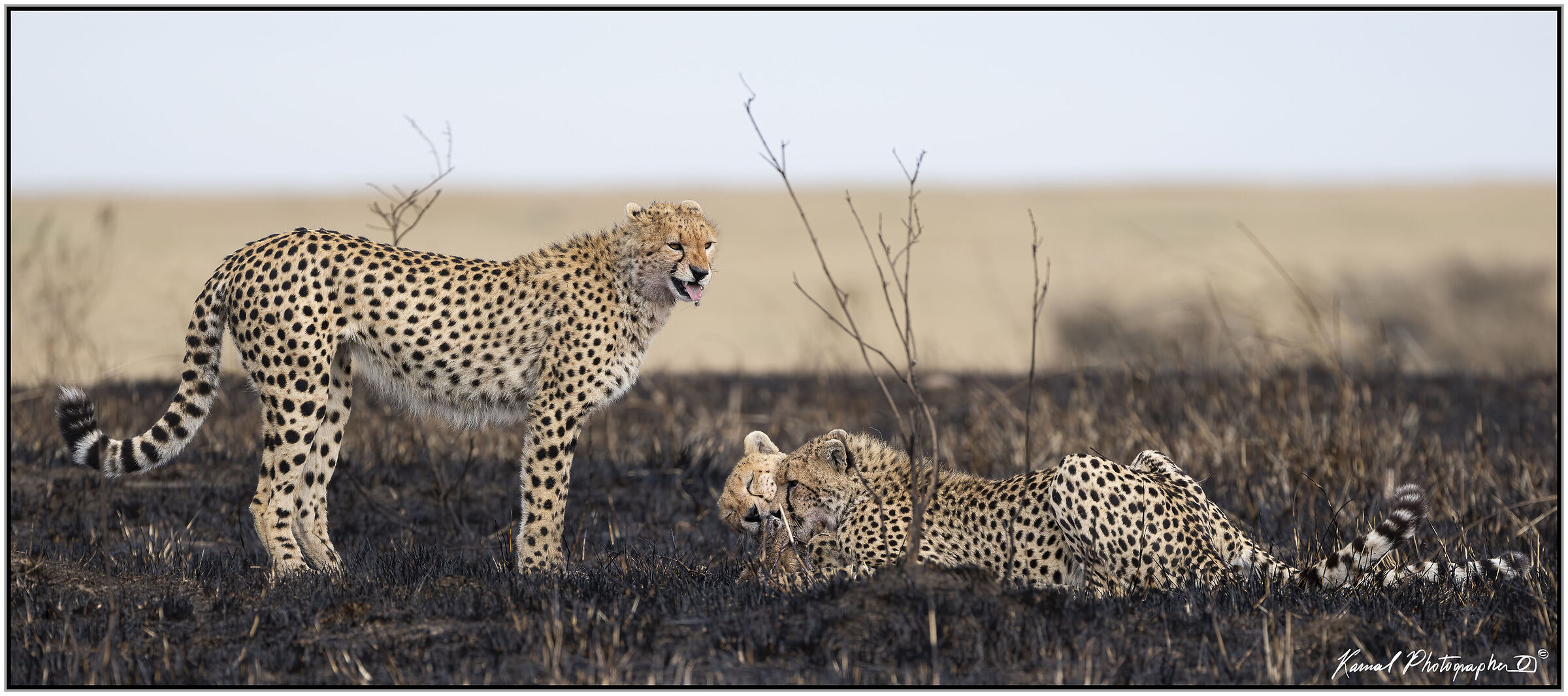 Acinonyx jubatus