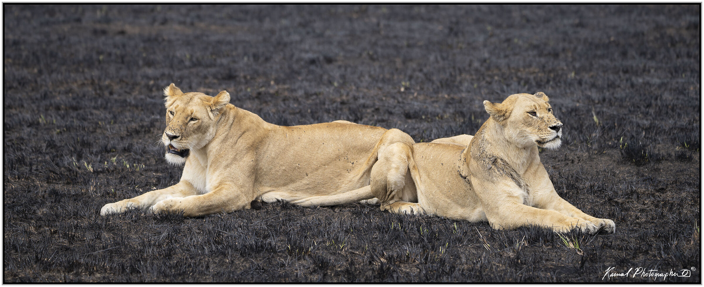 Panthera leo