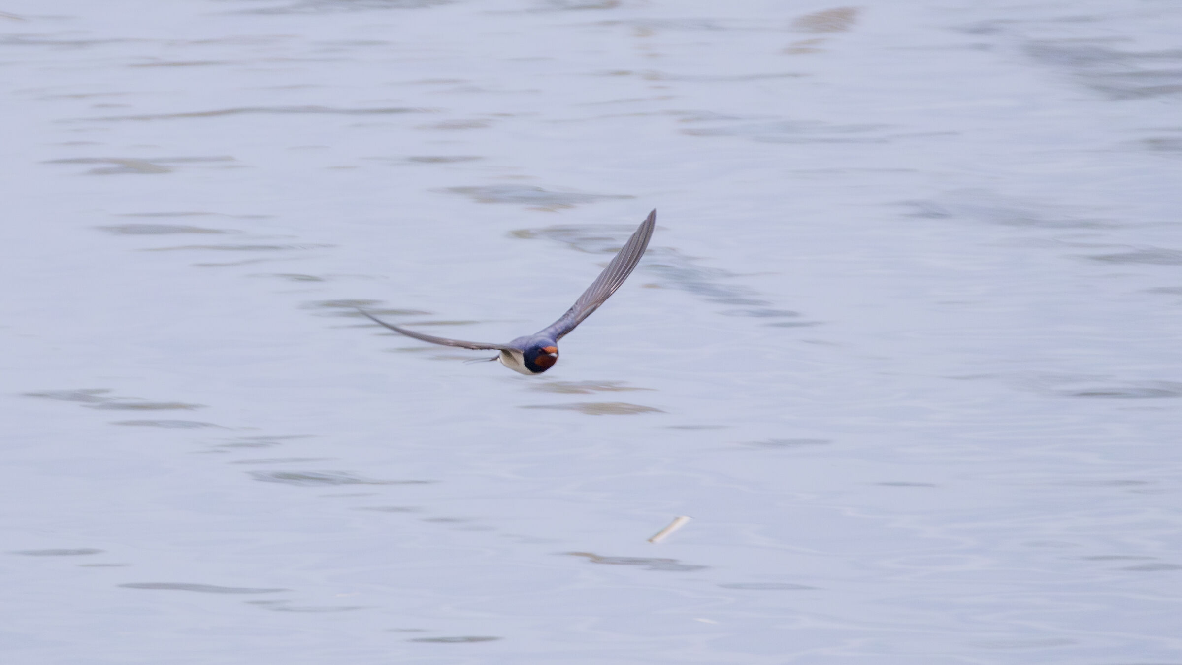 Randente Flight - Swallow