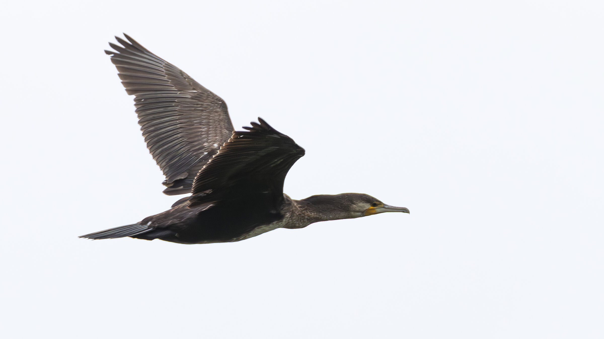 Cormorant