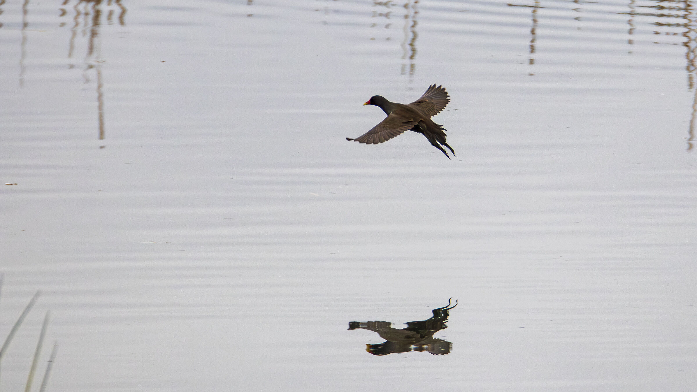Takeoff - Moorhen
