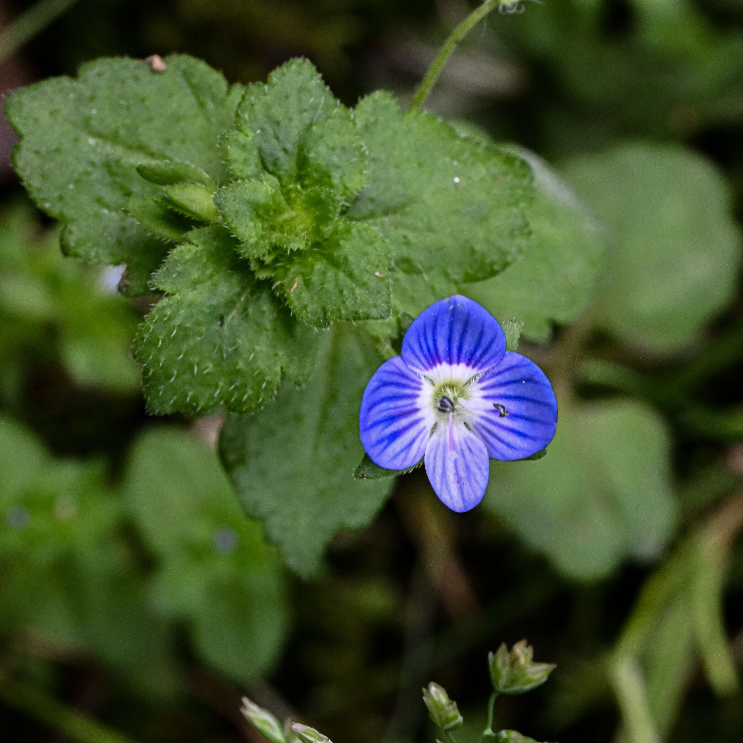 Common veronica