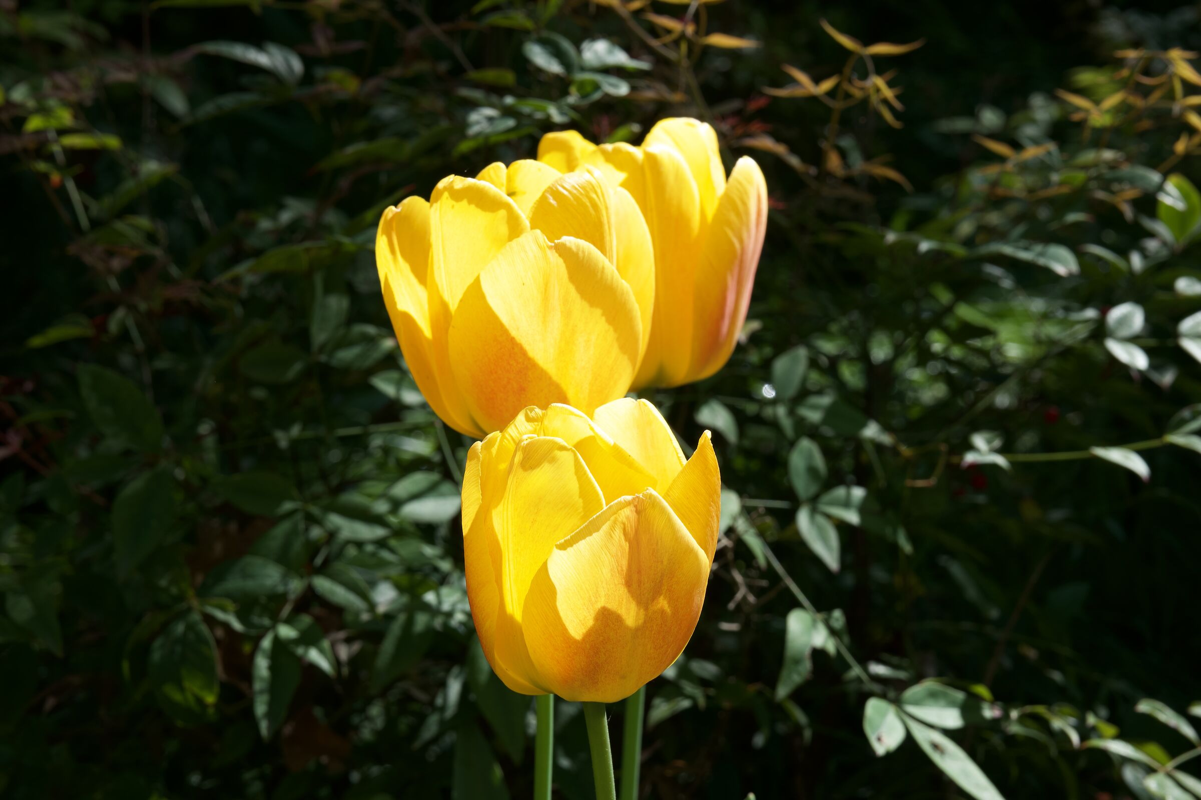 Saga: The flowers - Photo 1