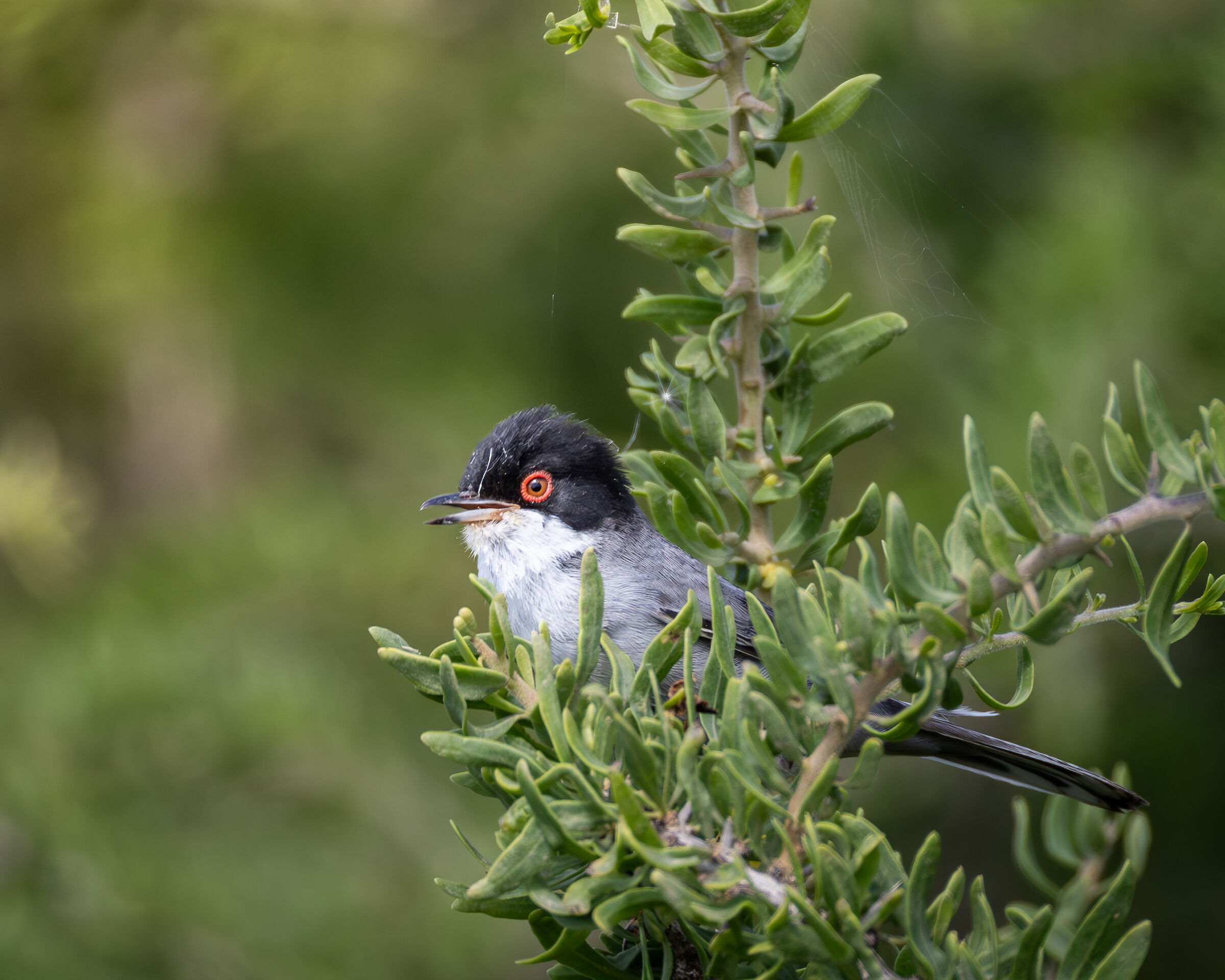 sardinian warbler