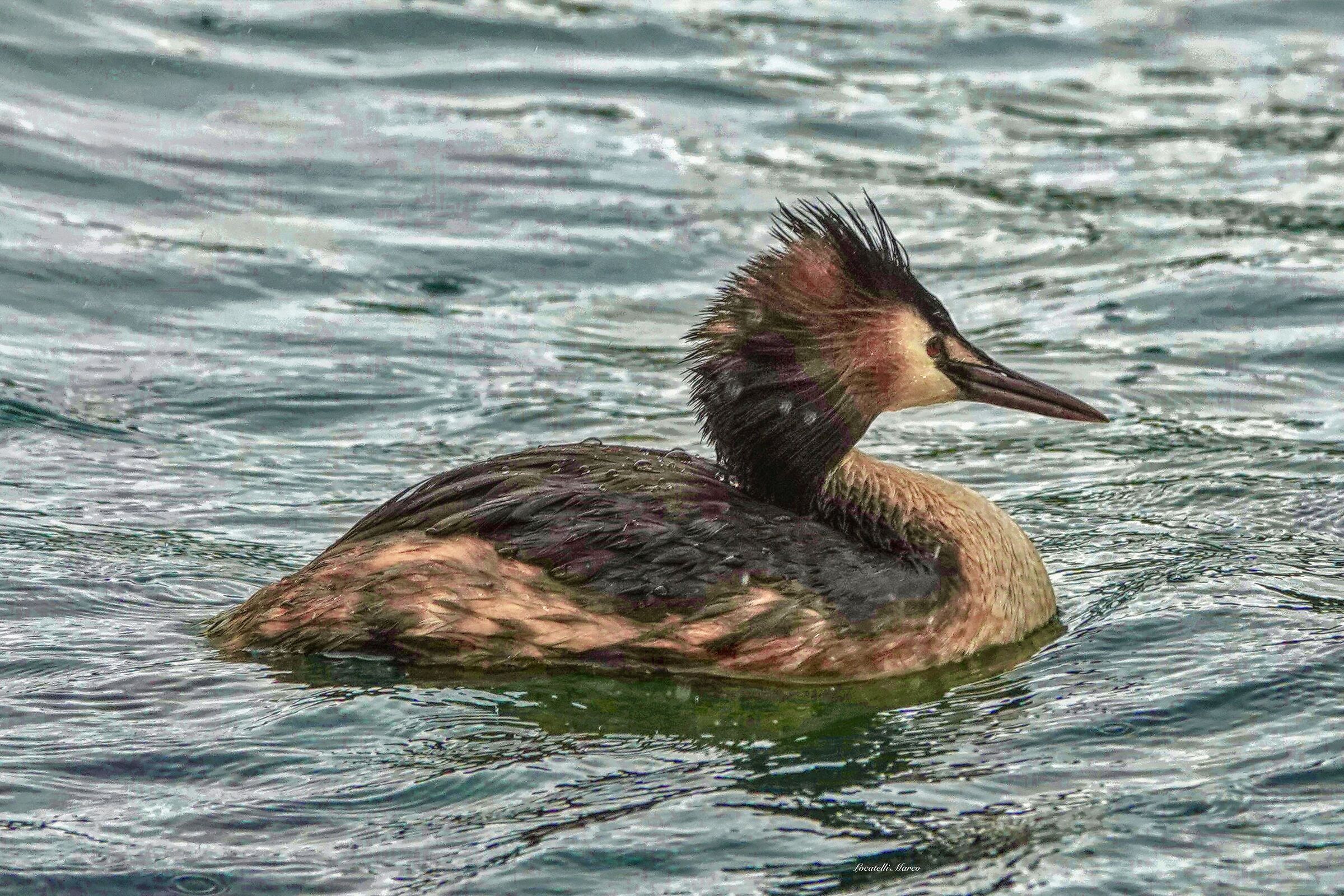 Grebe