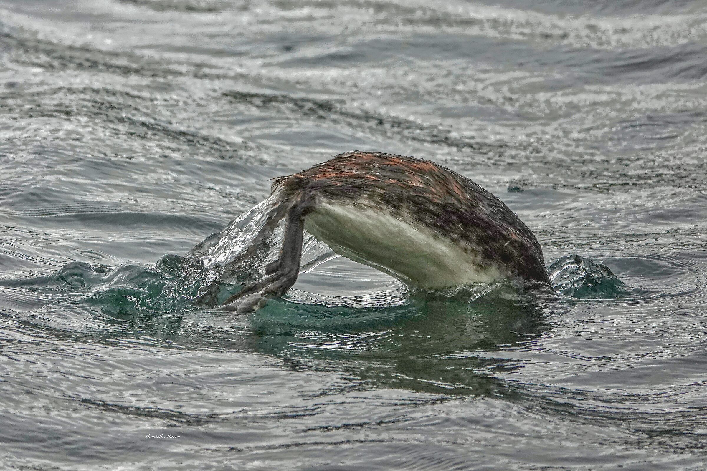 Grebe