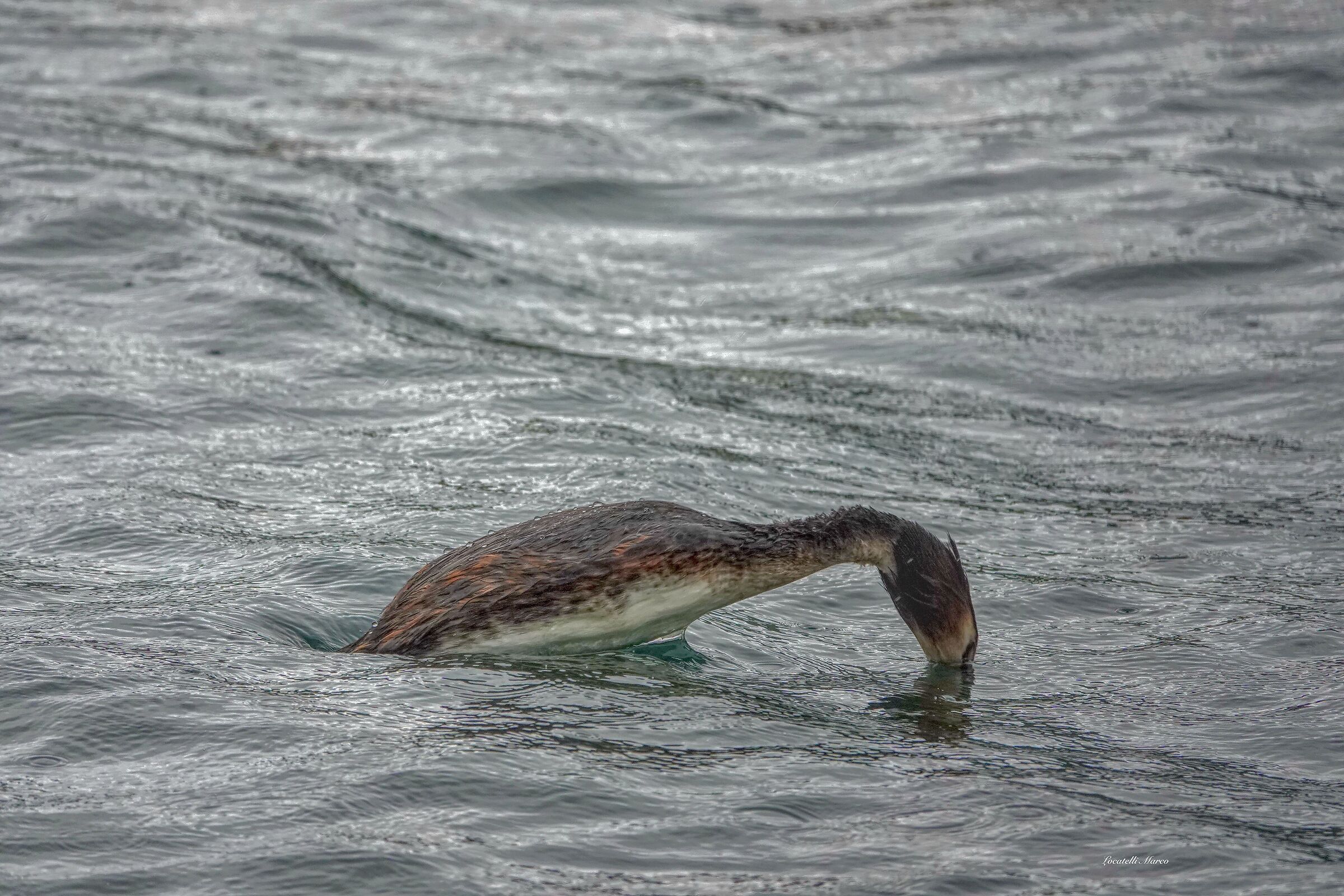 Grebe