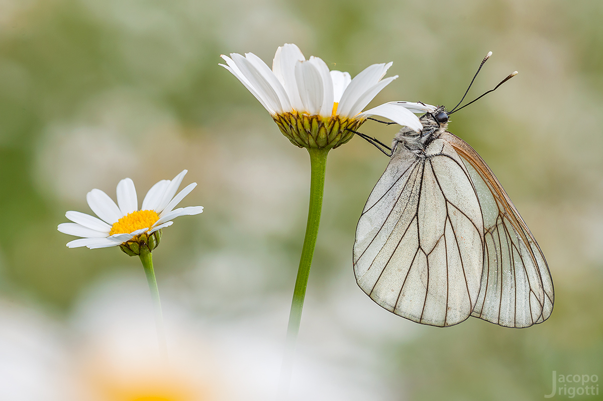 Aporia Crataegi femmina