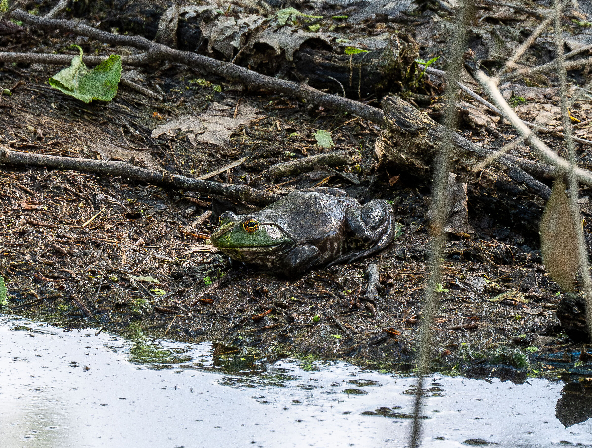 Rana toro o rana bue (Lithobates catesbeianus)