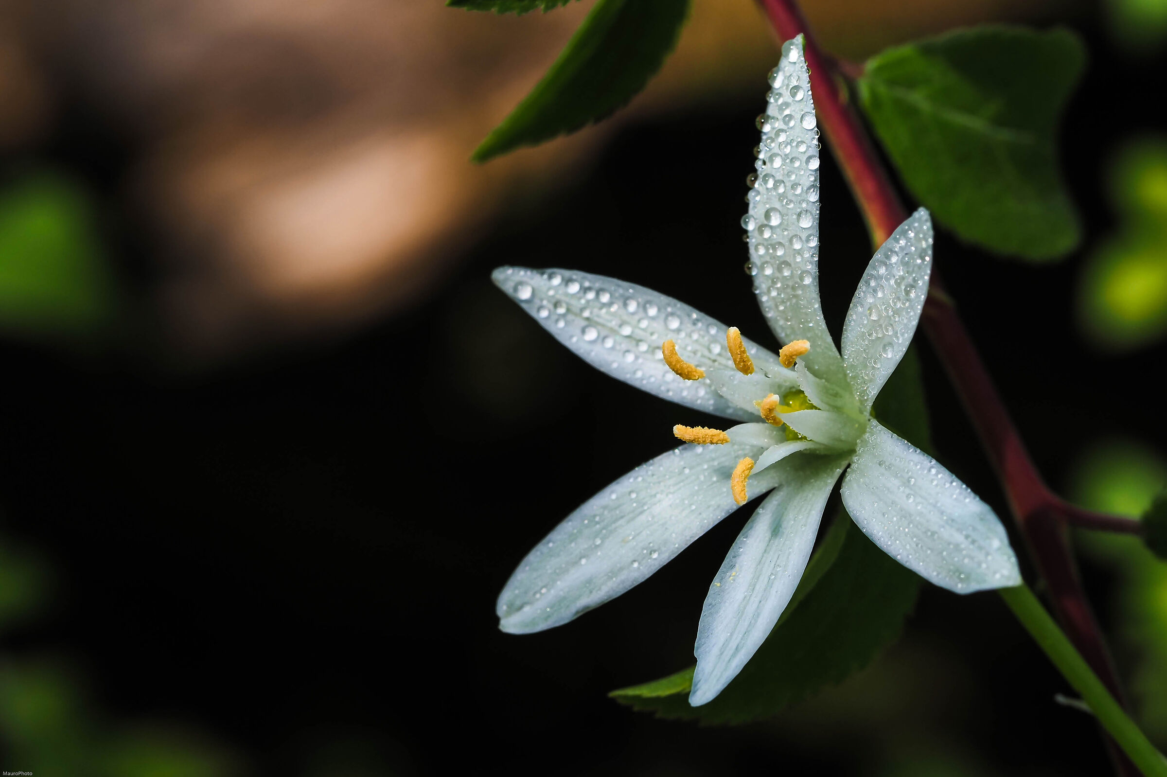 sottobosco primaveriel