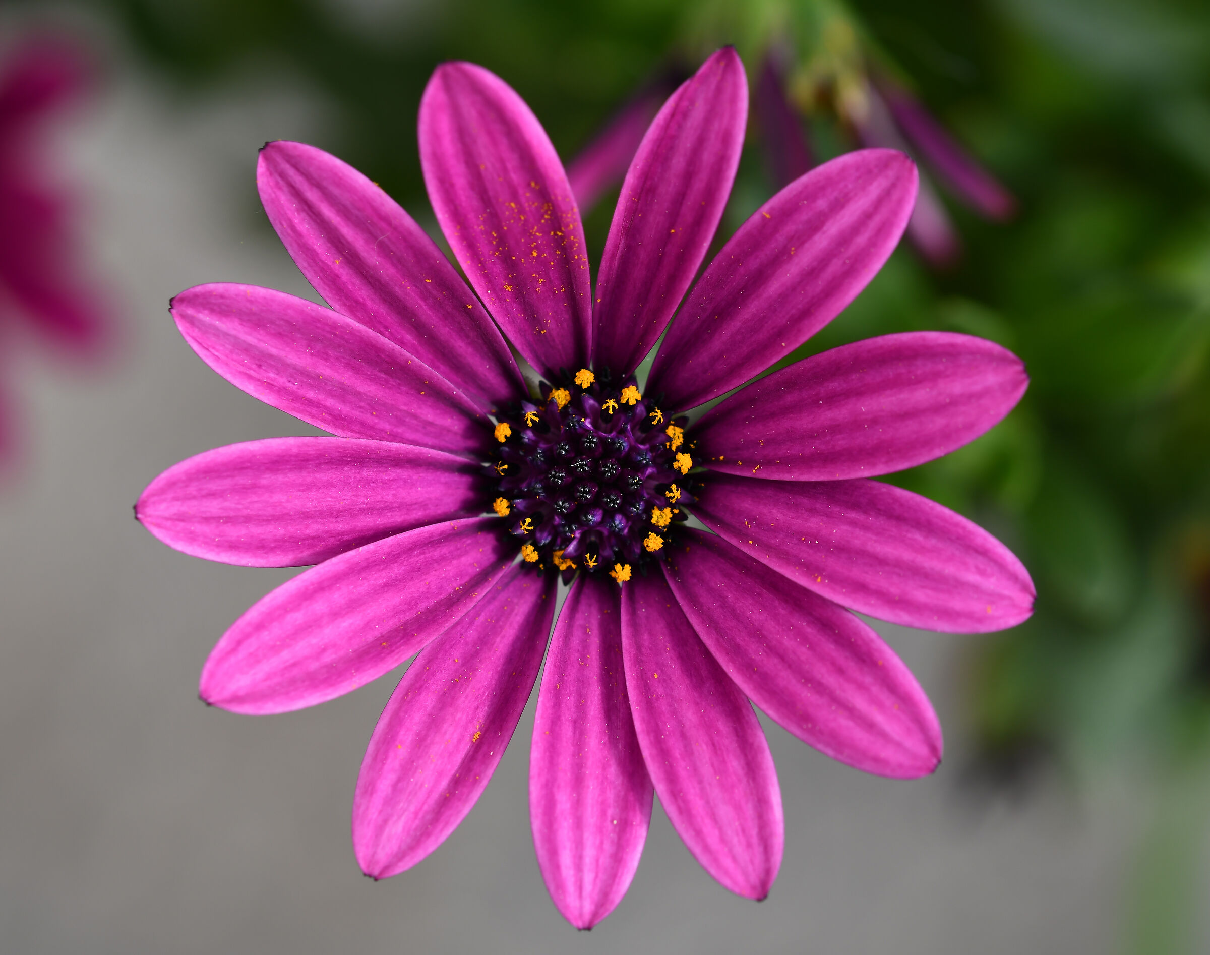 Margherita del Capo...