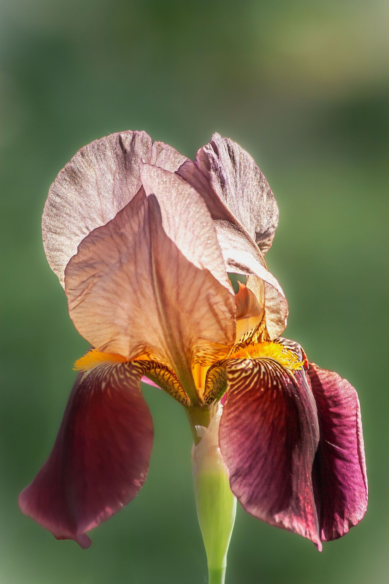 Iris