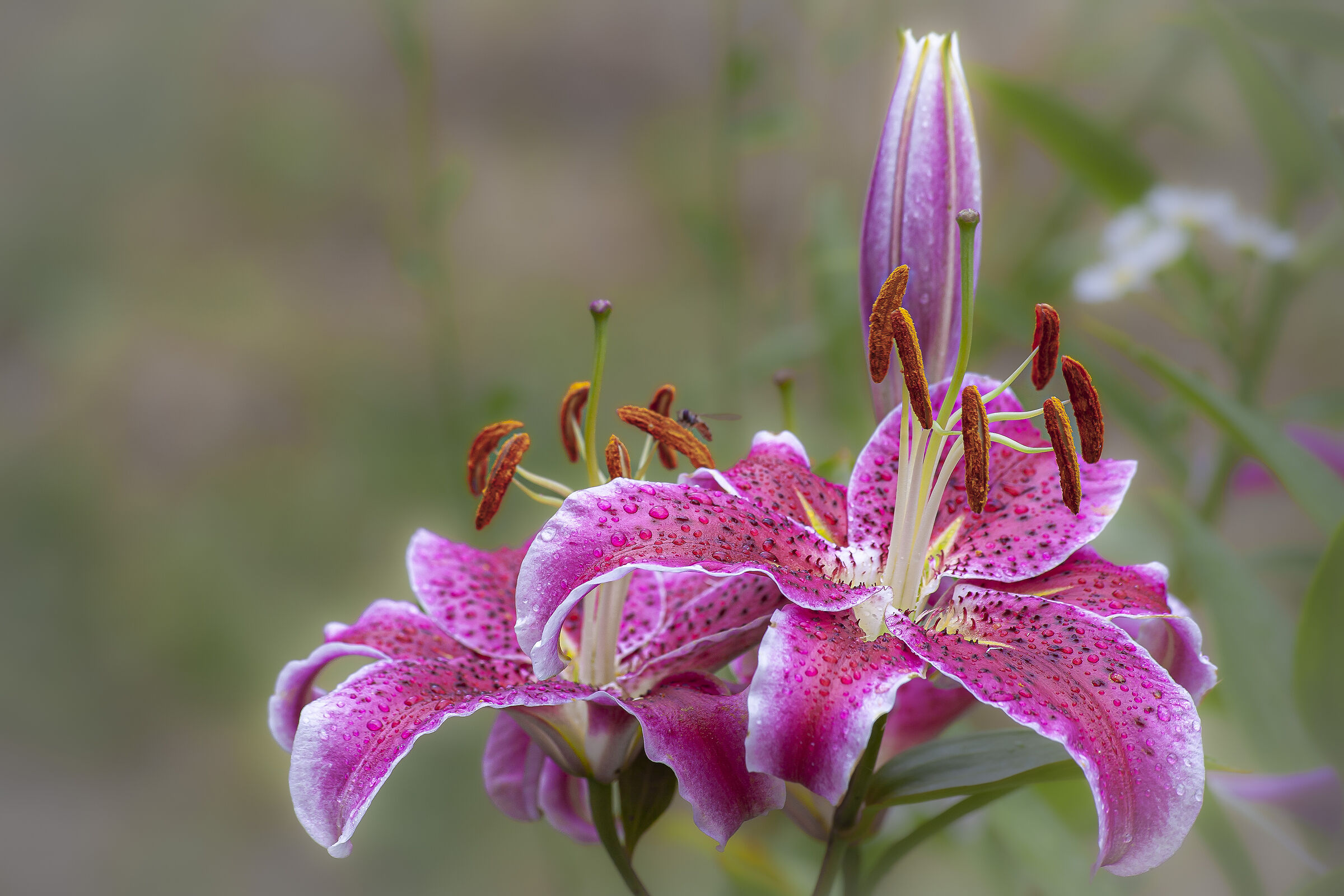 Lilium Uchida