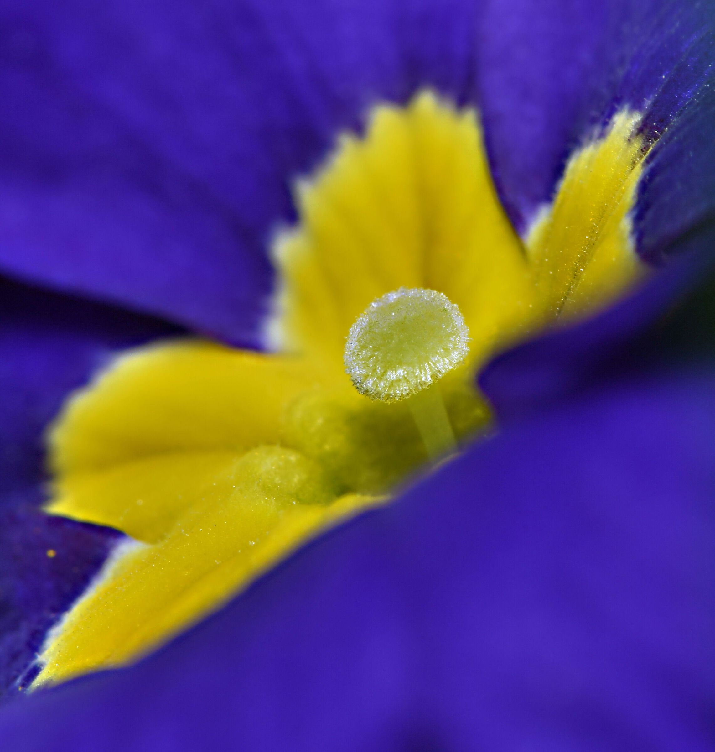 The pistil... of ice...