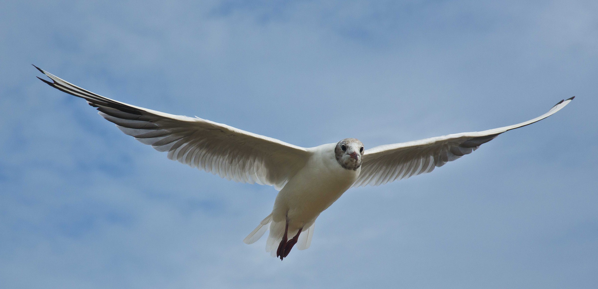 Seagull