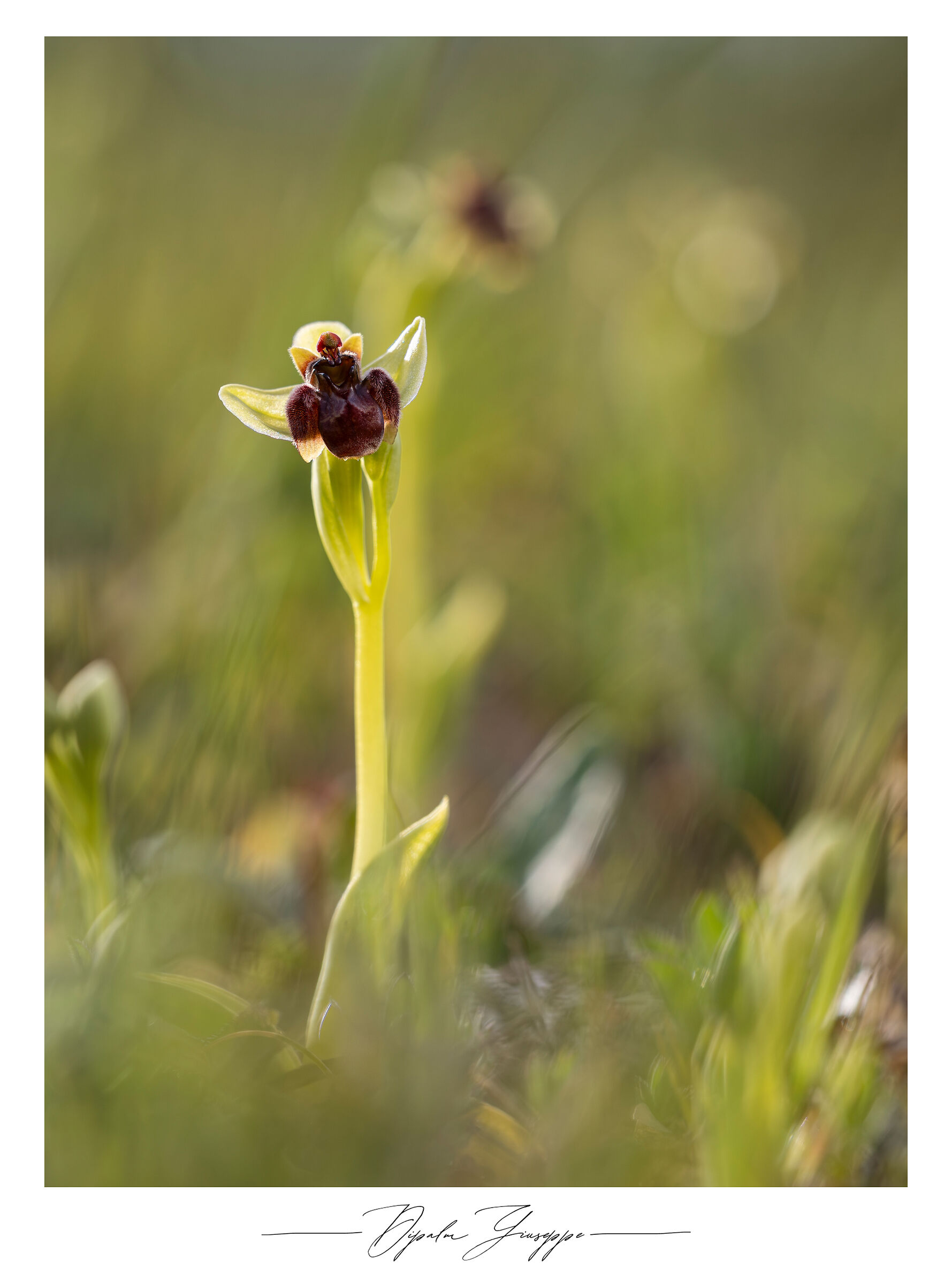Ophrys bombyliflora 2