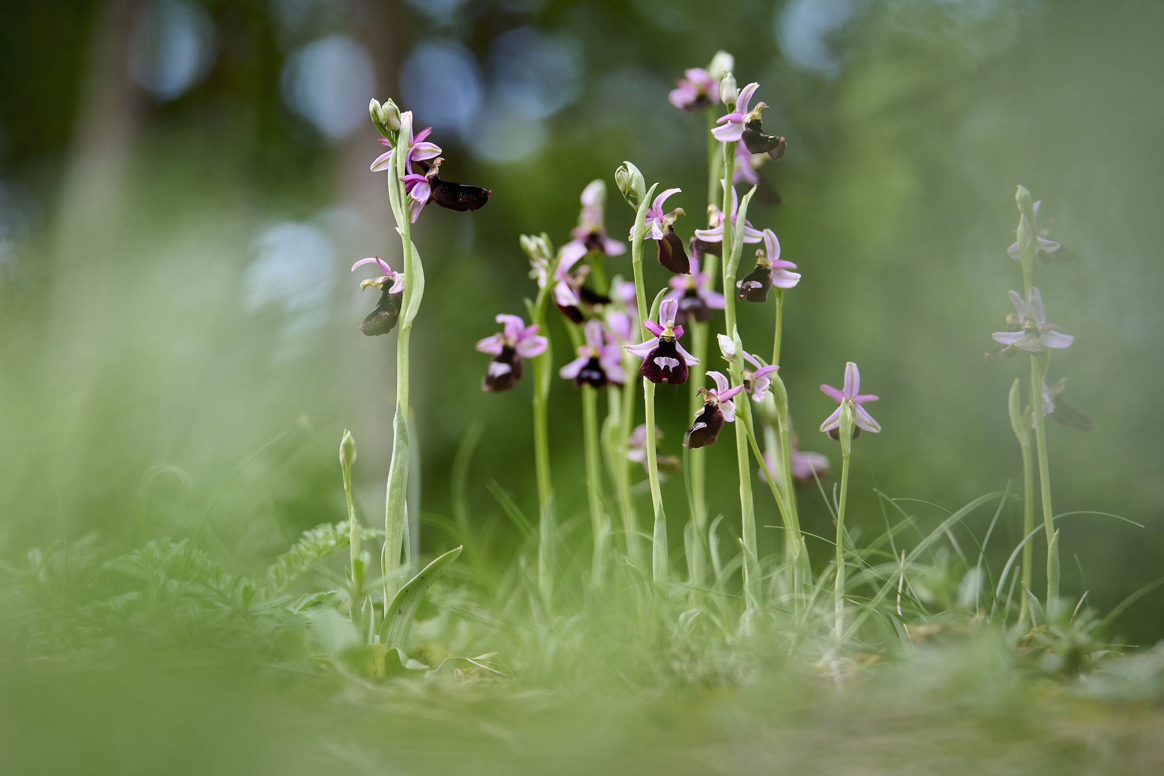 Ophrys bertolonii subsp benacensis