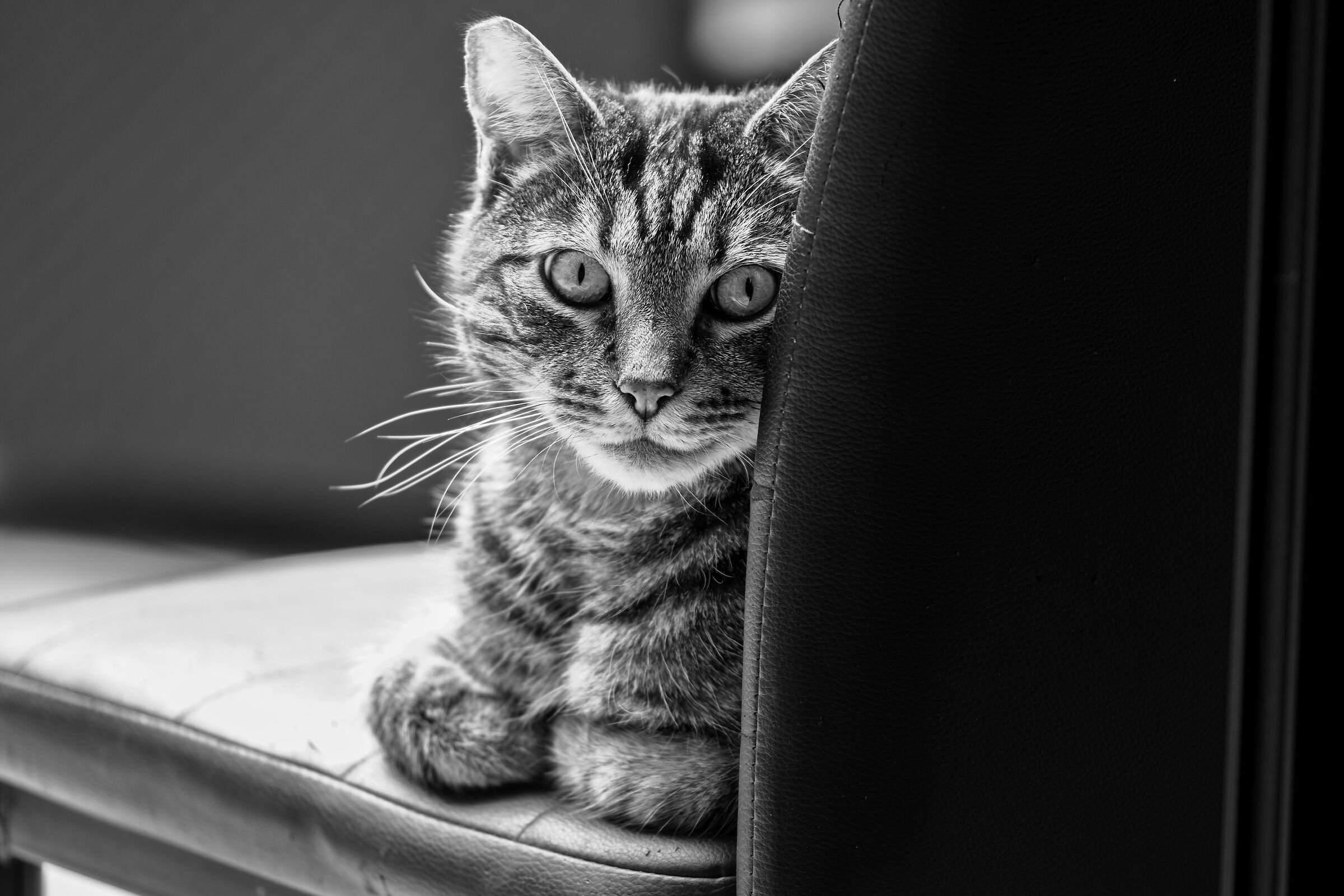 Leo