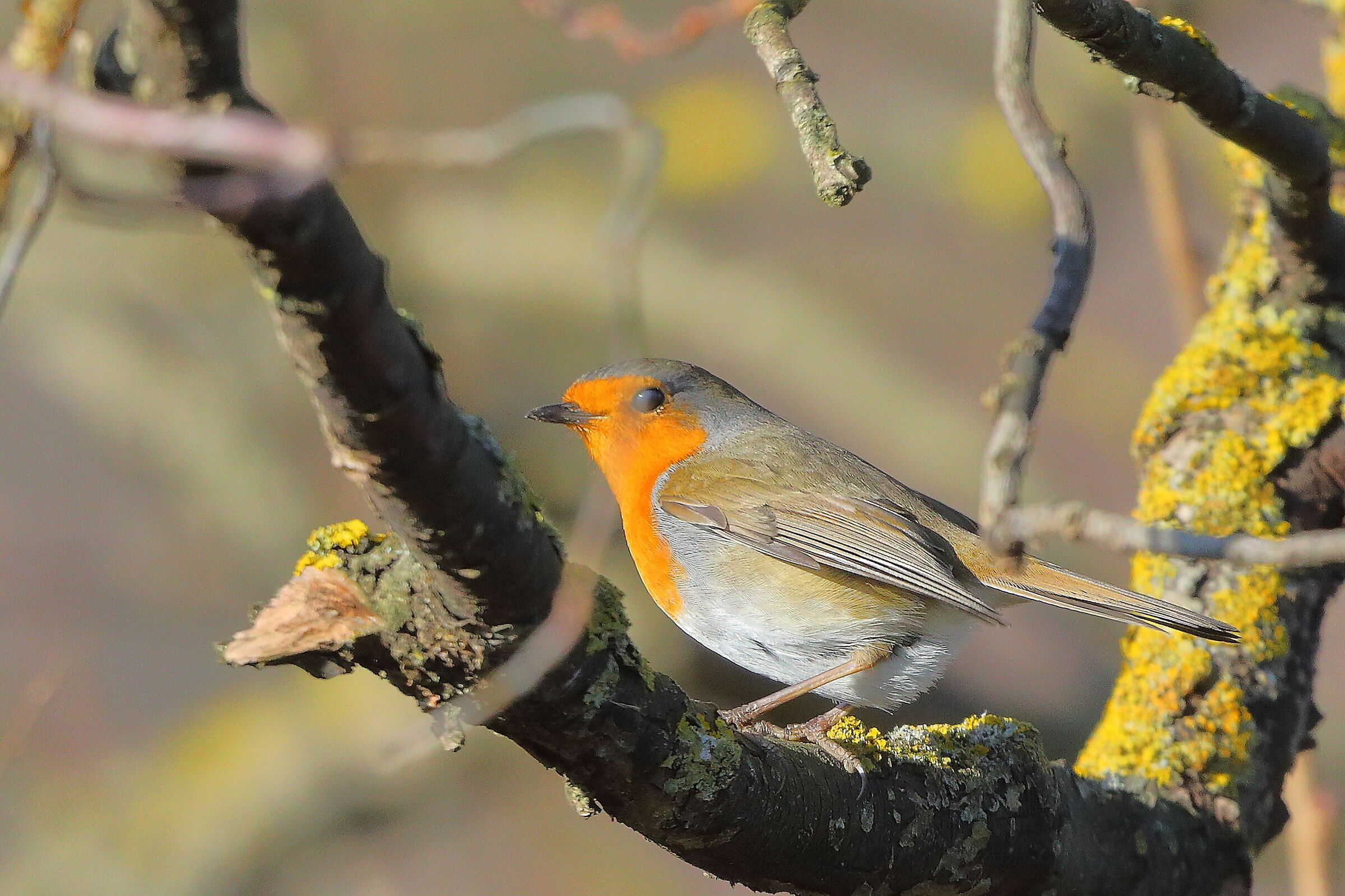 Pettirosso 01 gennaio 2025 - 0121