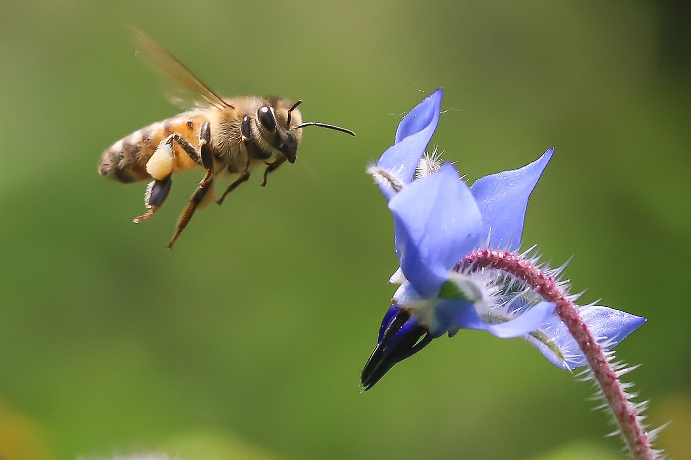 The world of the little ones-2...