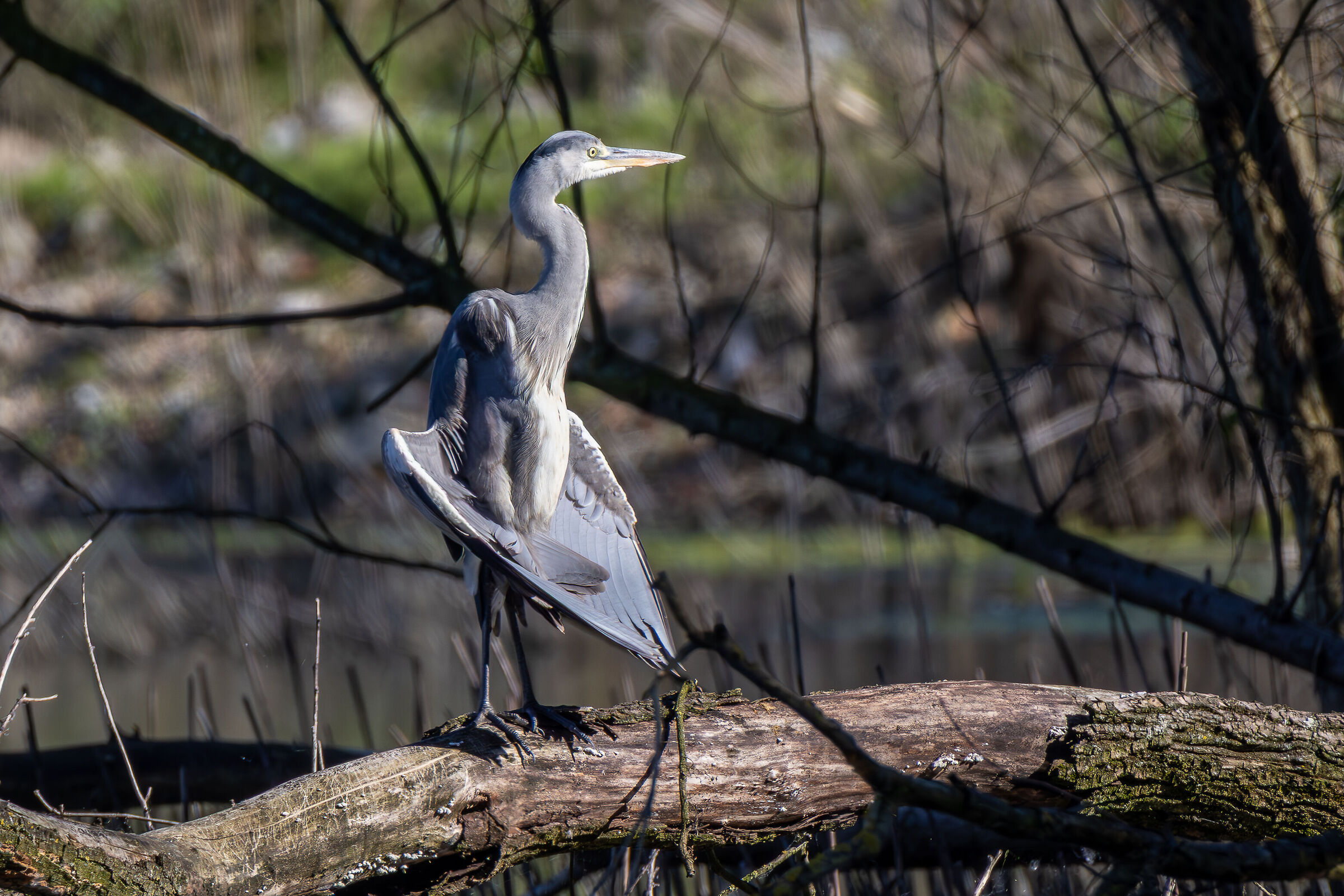 Airone Cenerino al sole