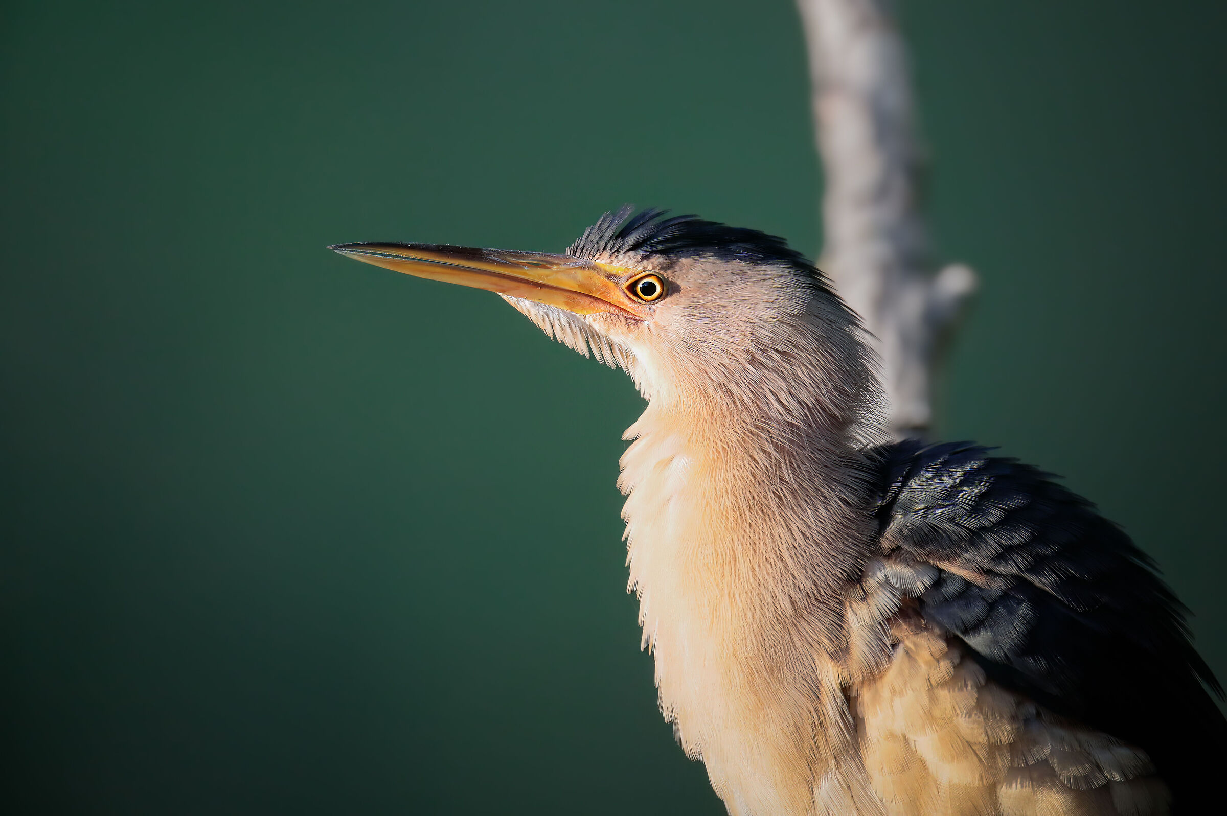 Close-up of the Little Bittern
