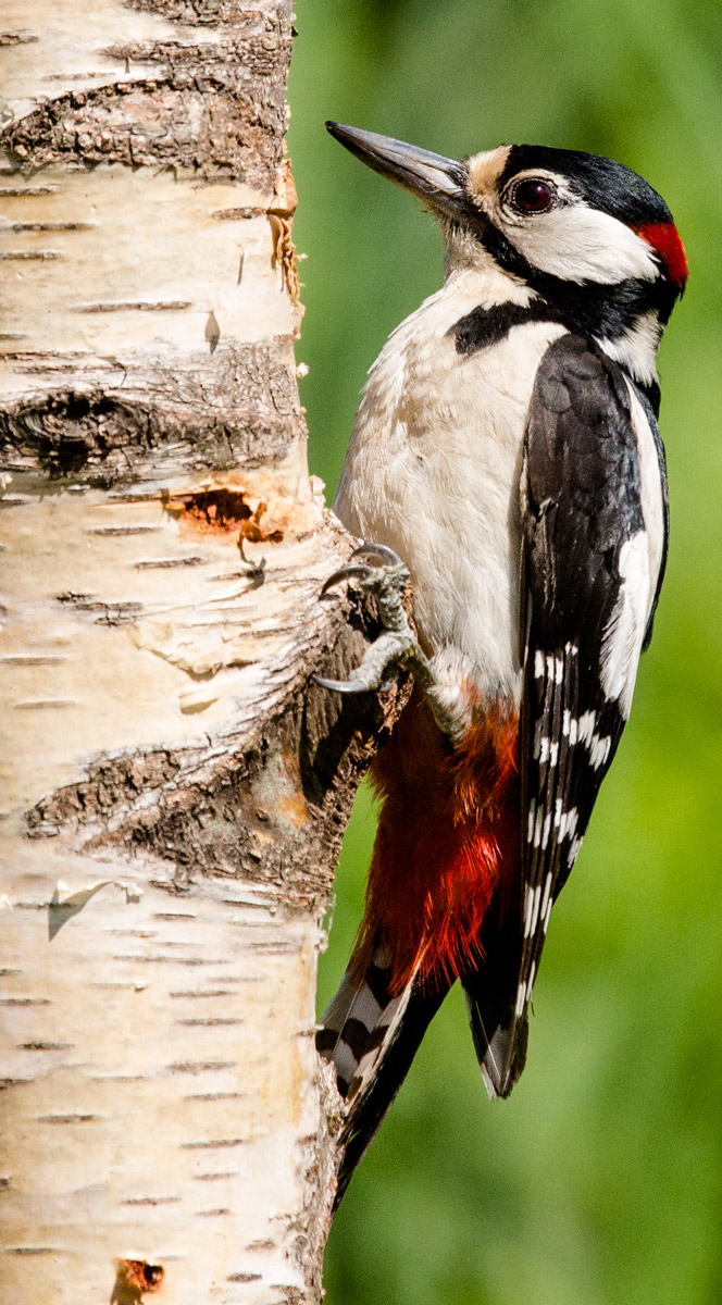 Picchio rosso maggiore