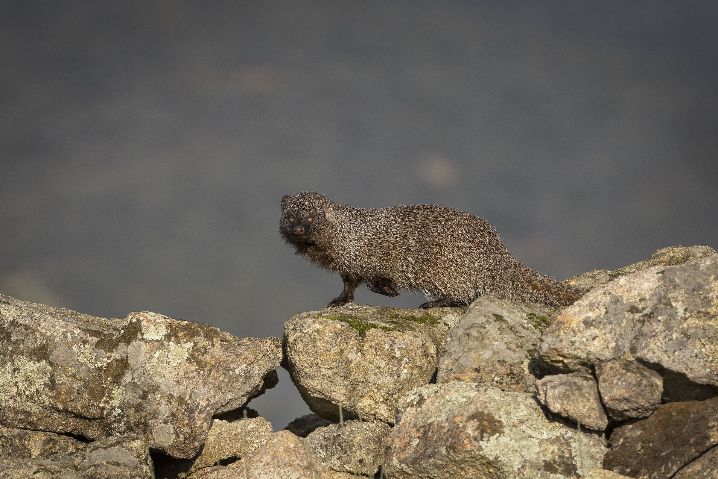 Mongoose