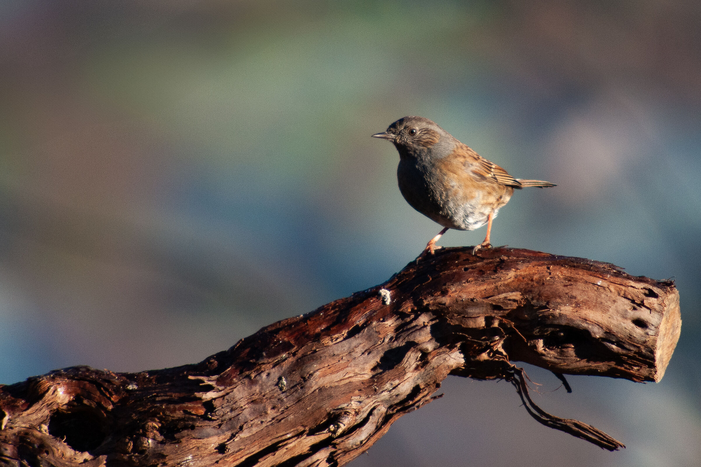 Dunnock