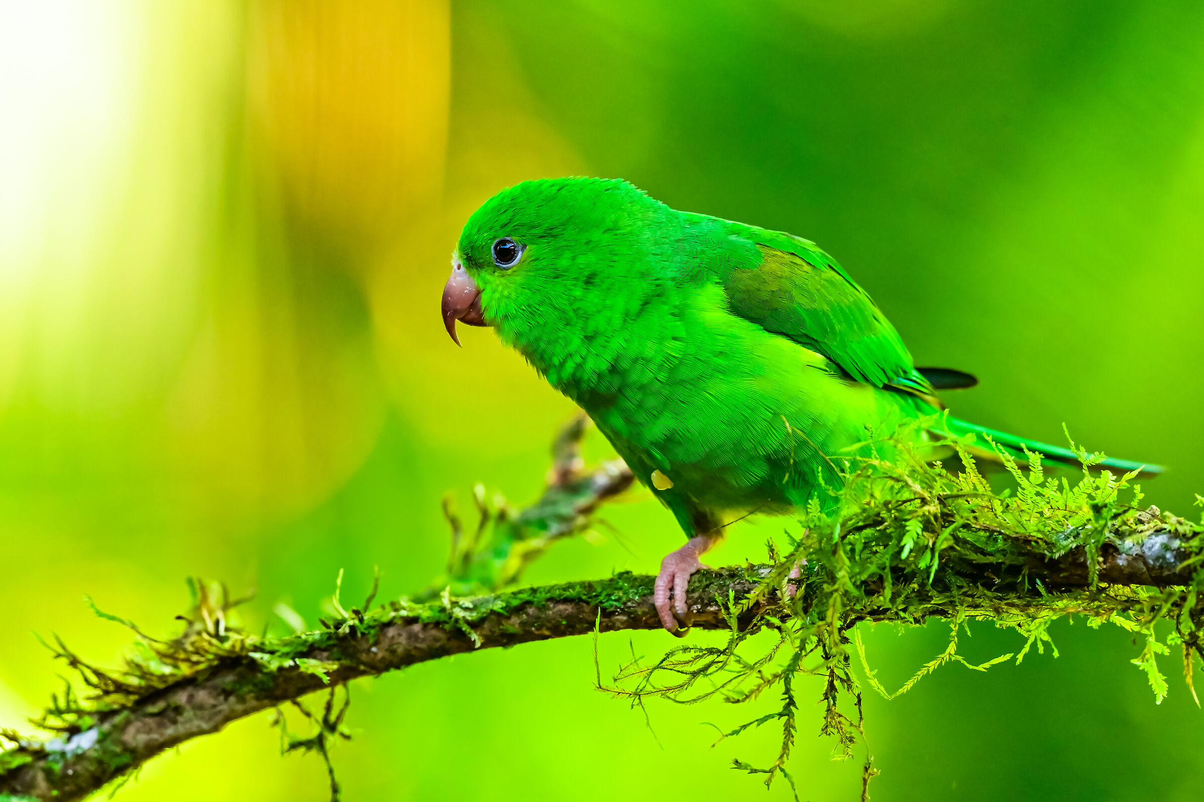 Green parakeet of Brazil