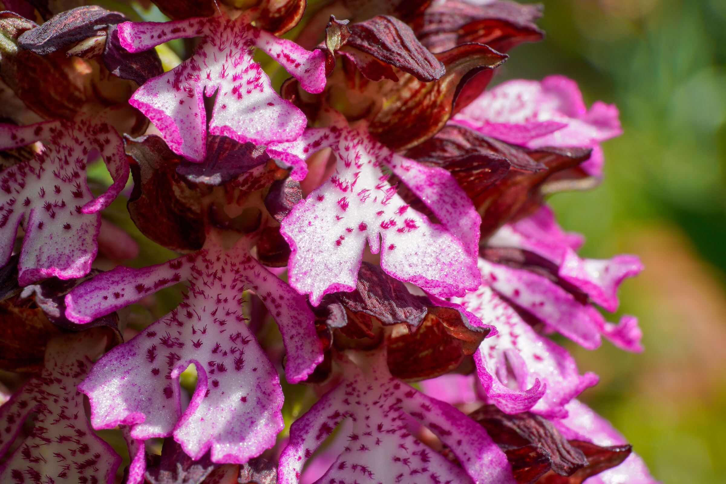 Detail of wild orchid