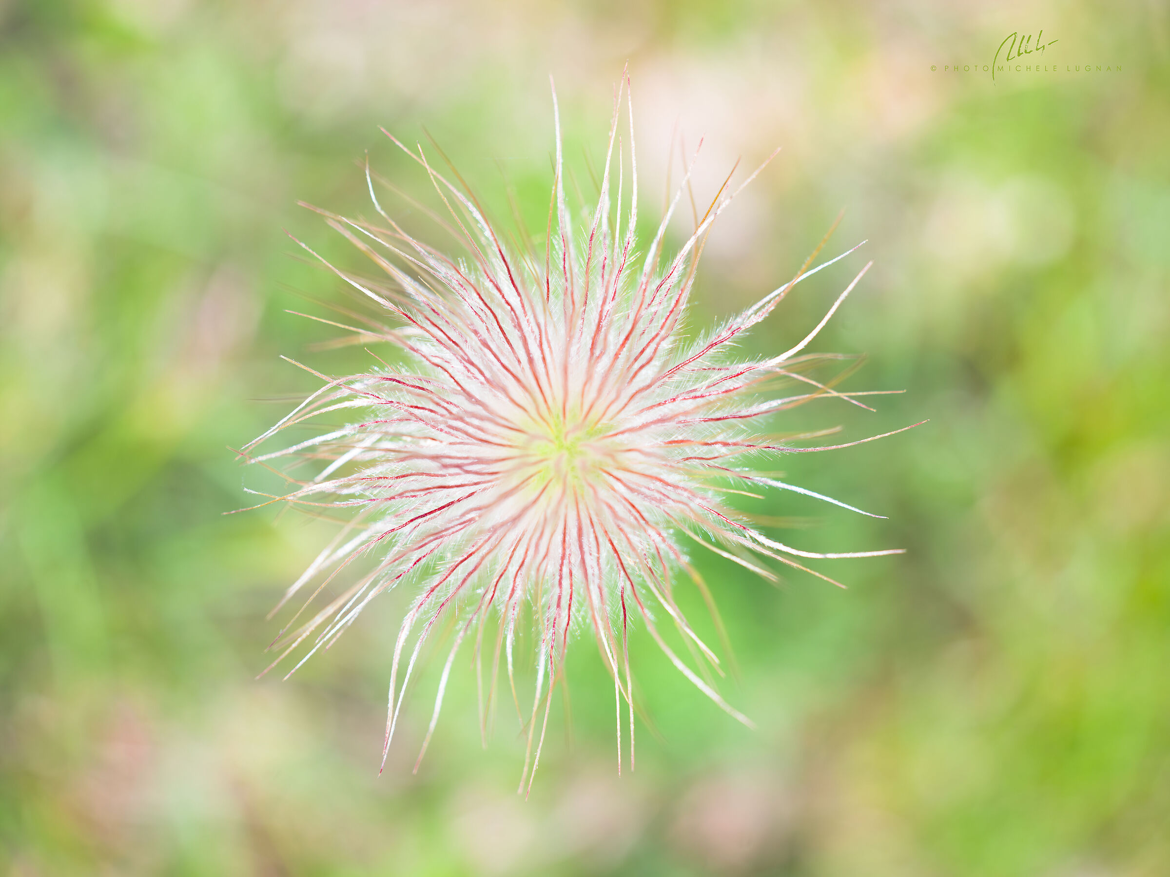 Pulsatilla