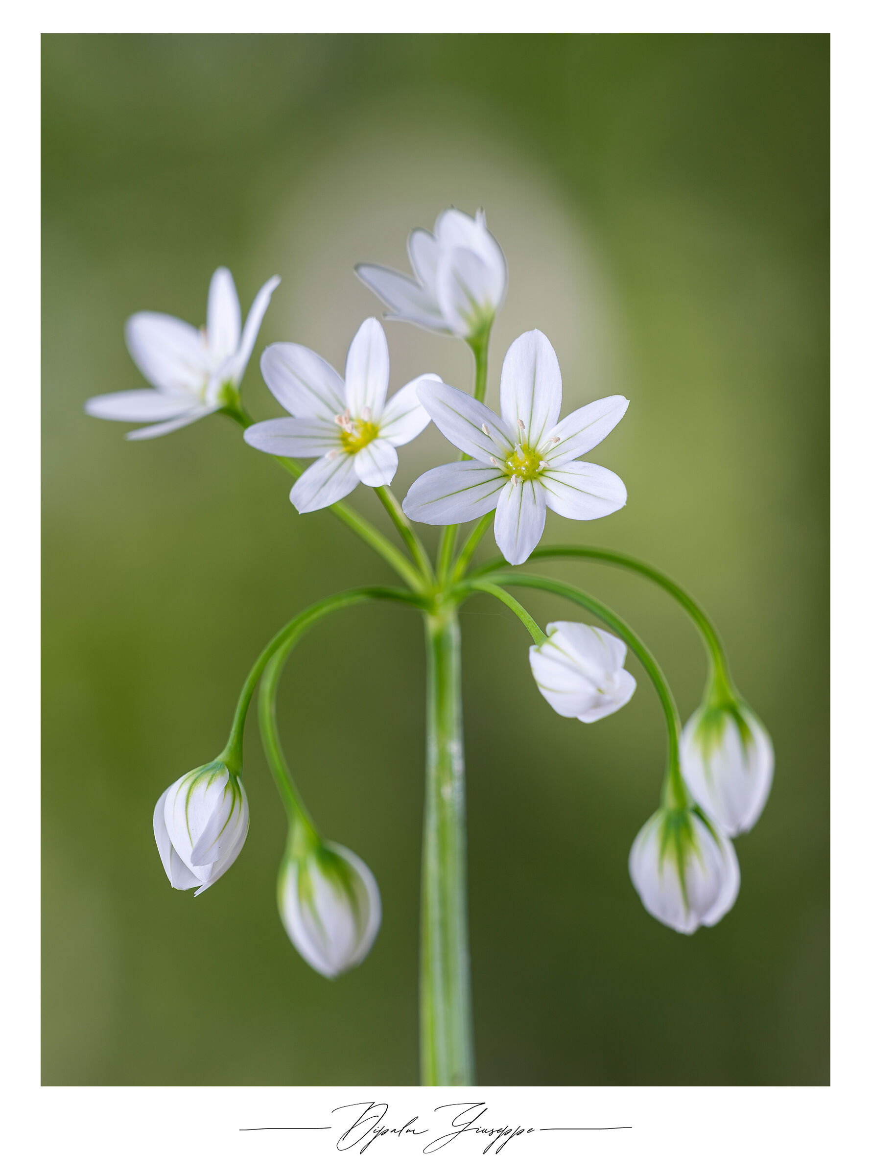 Allium pendulinum