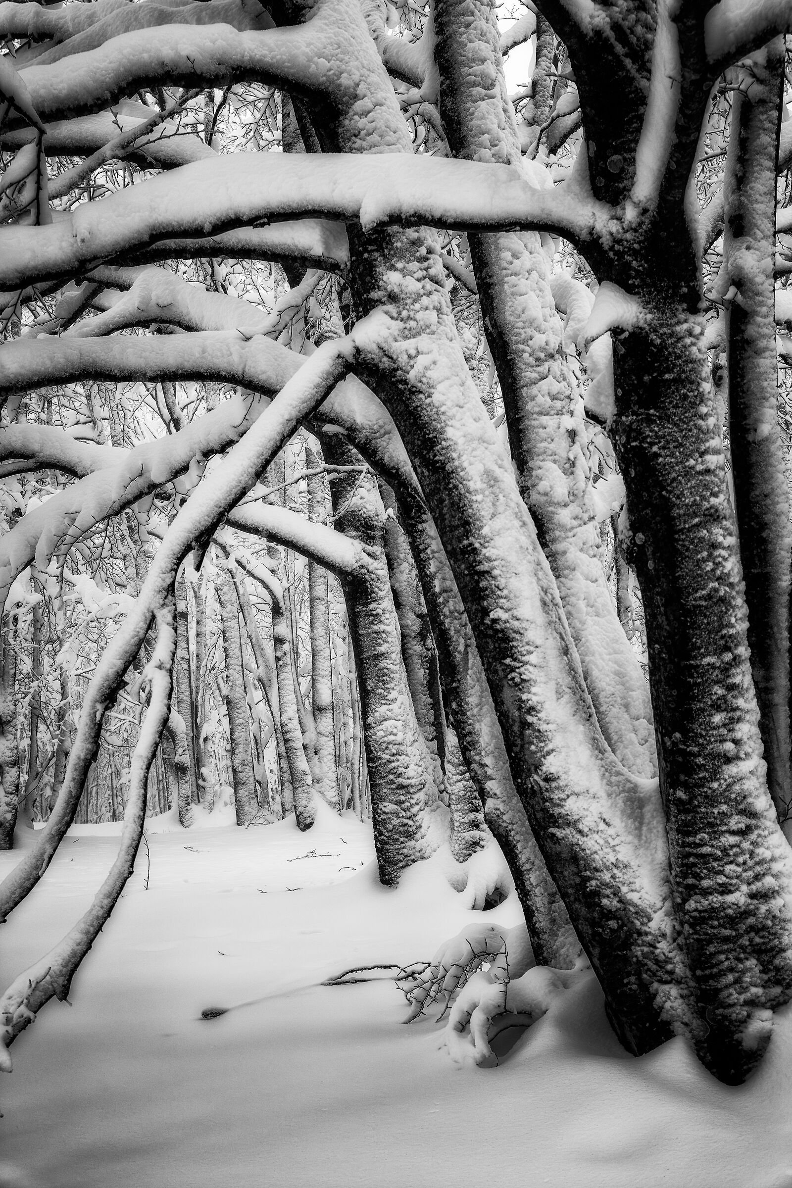 a spasso nella neve