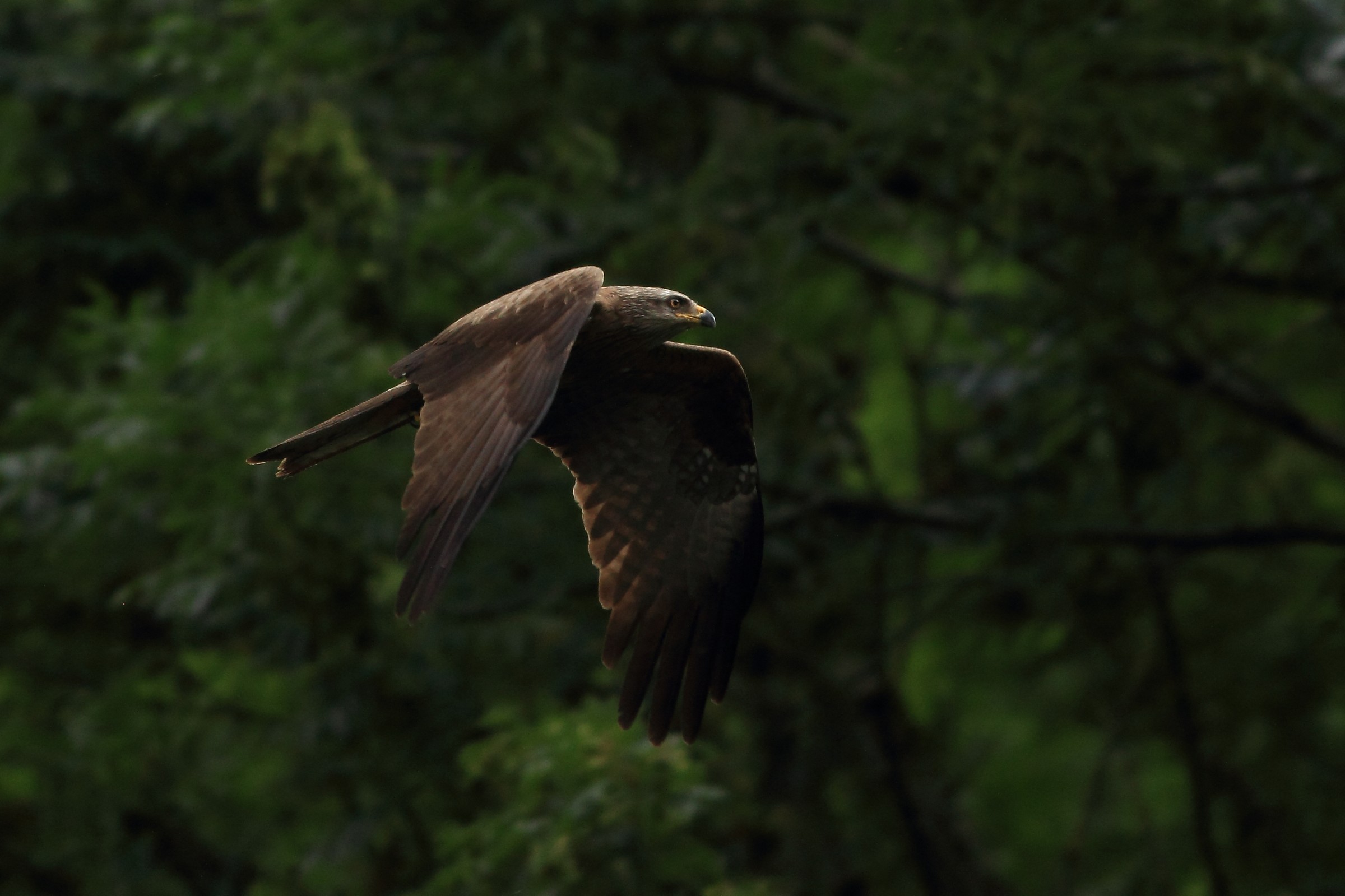 Black kite