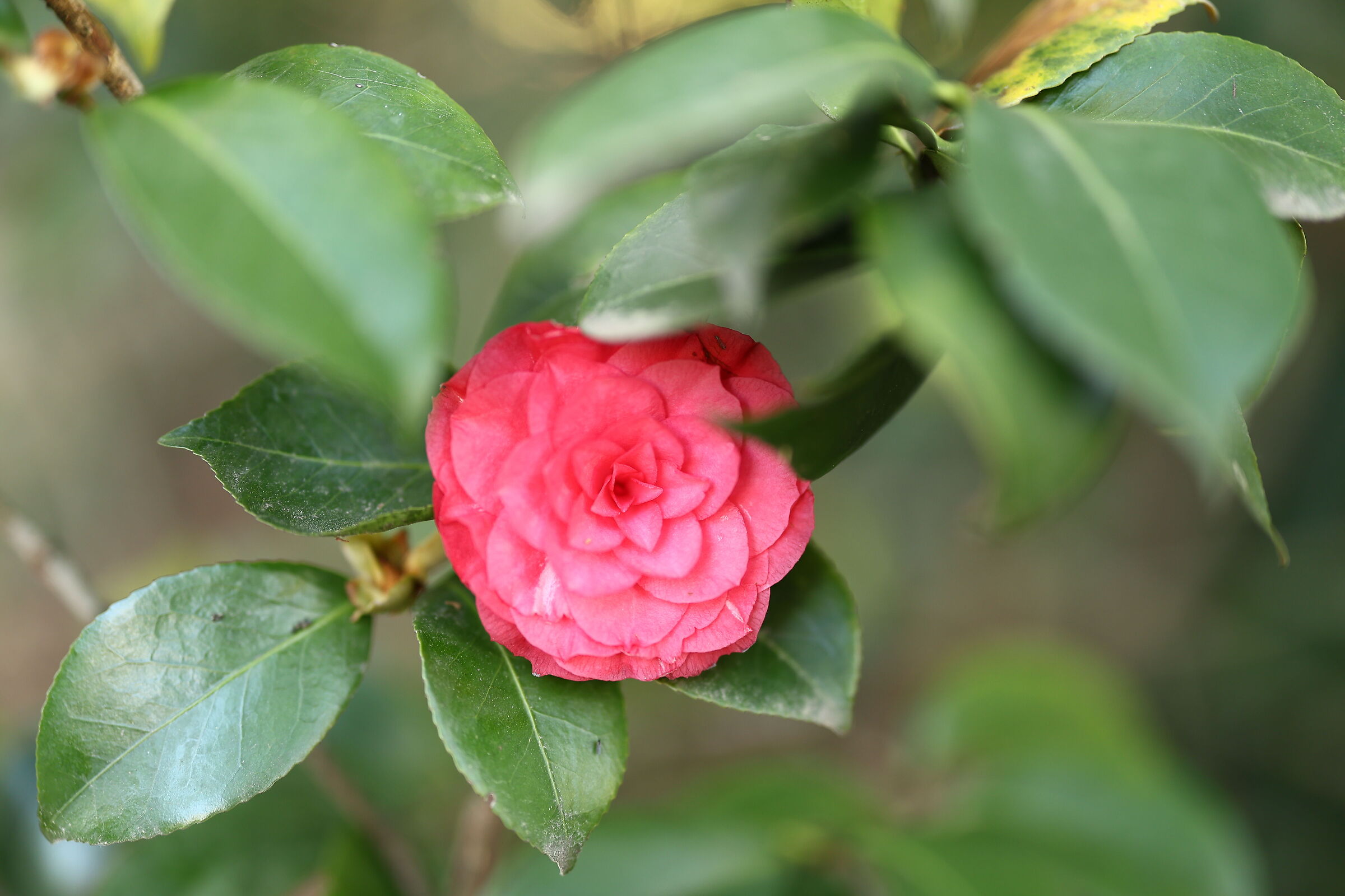 Camelia