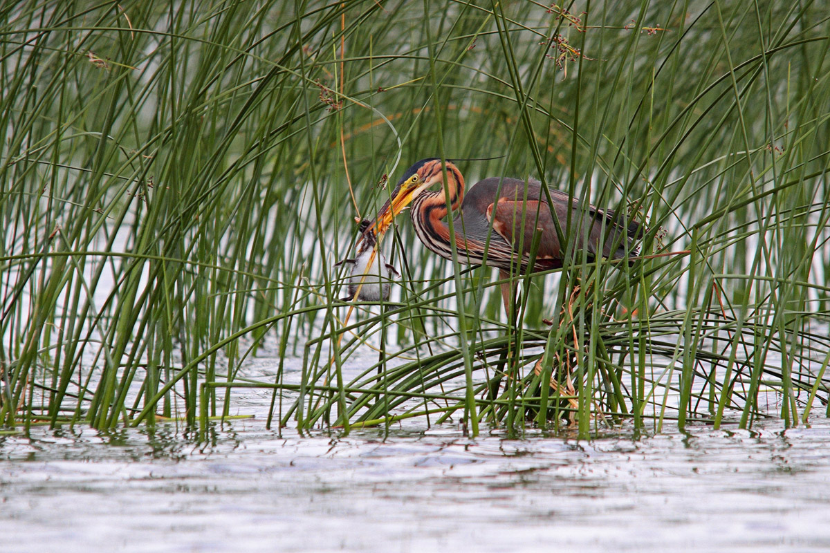 Purple Heron prey of small little grebe I