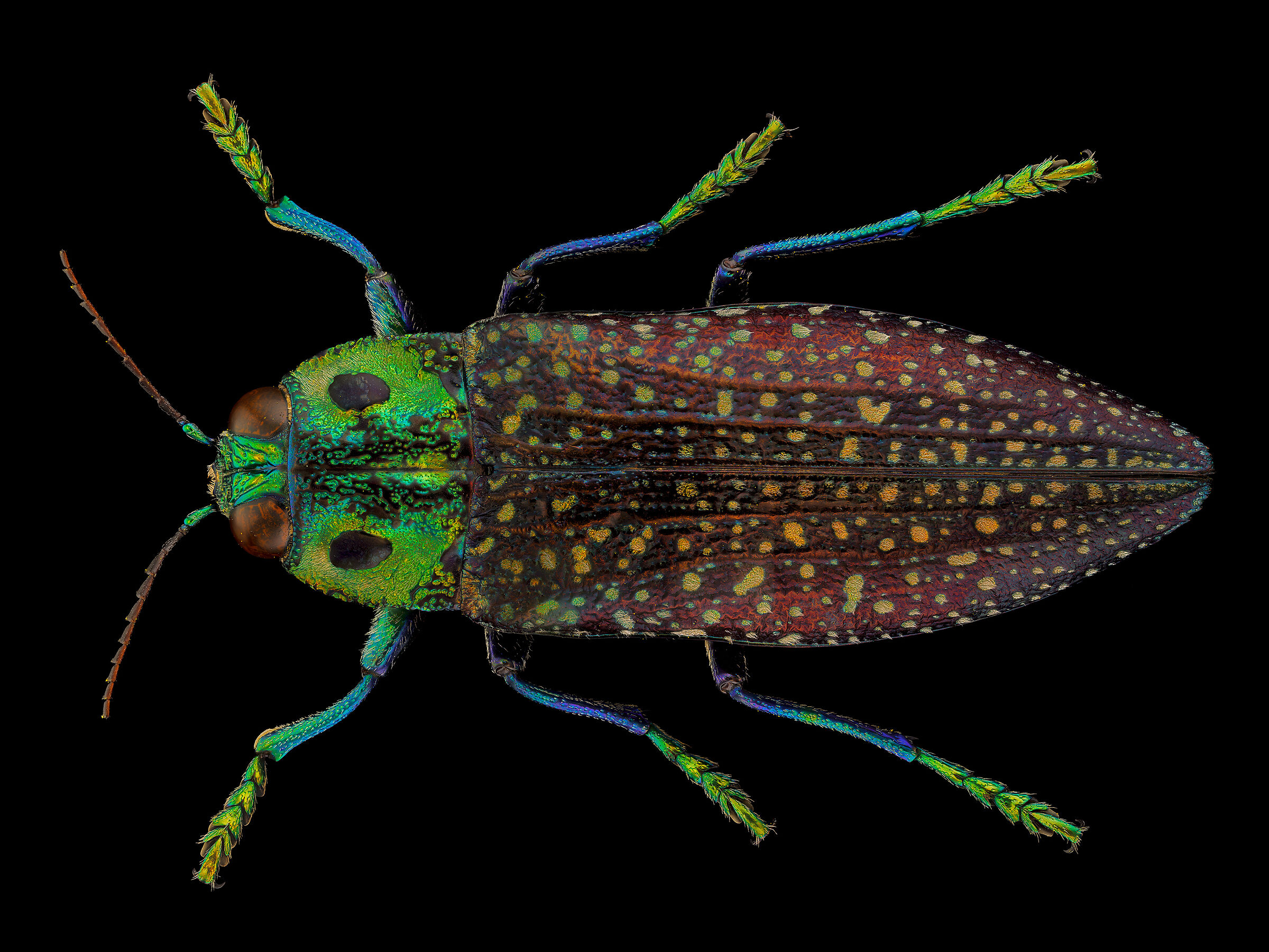 Lampropelma rothschildi