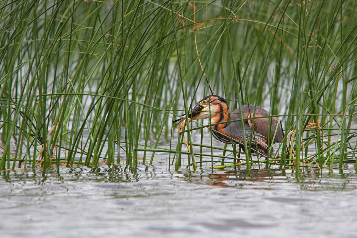 Purple Heron prey of small little grebe II