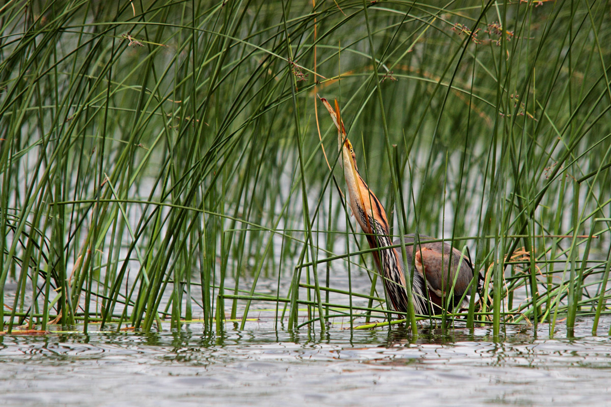 Airone rosso preda piccolo di tuffetto III