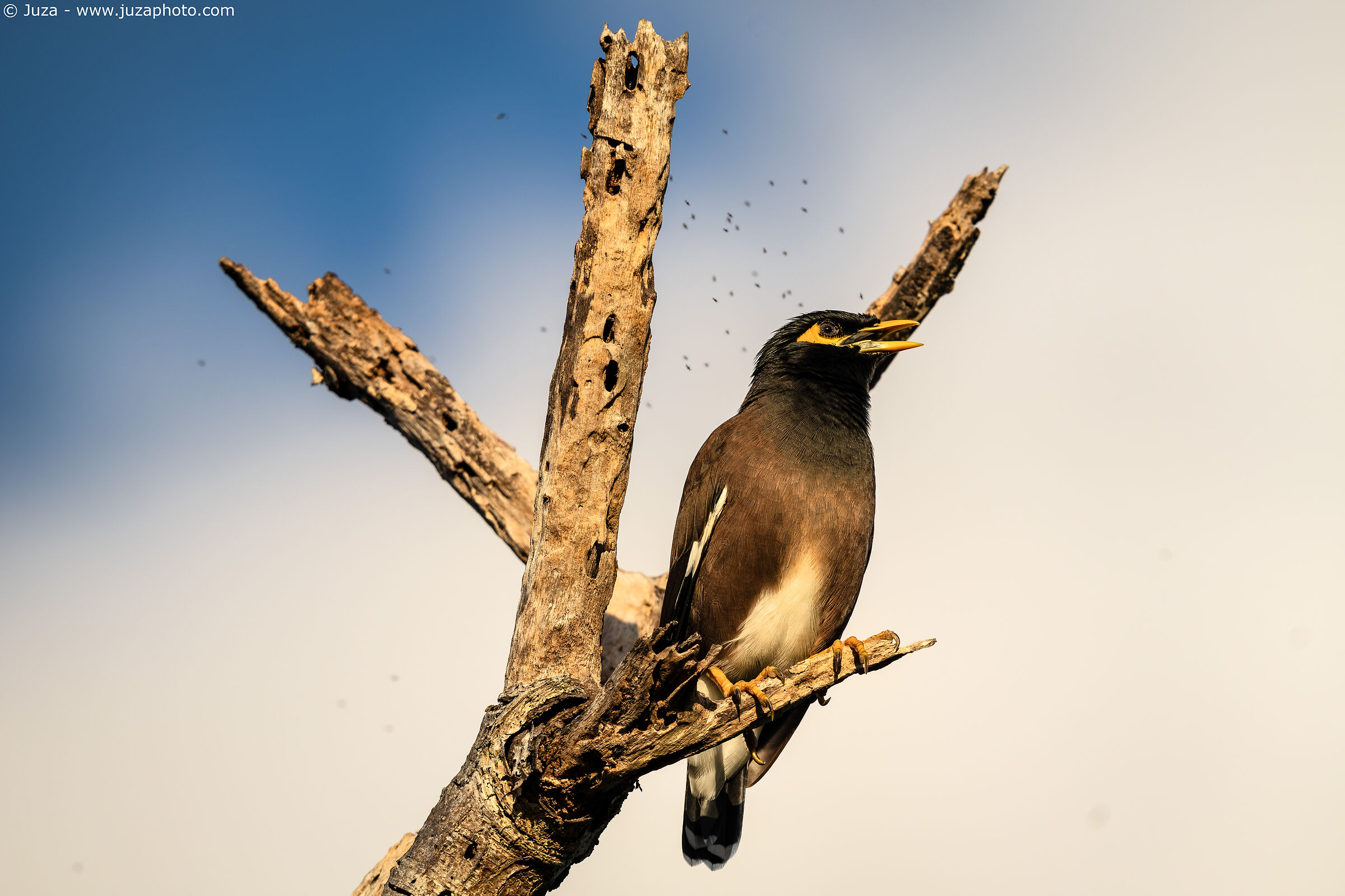 Acridotheres tristis
