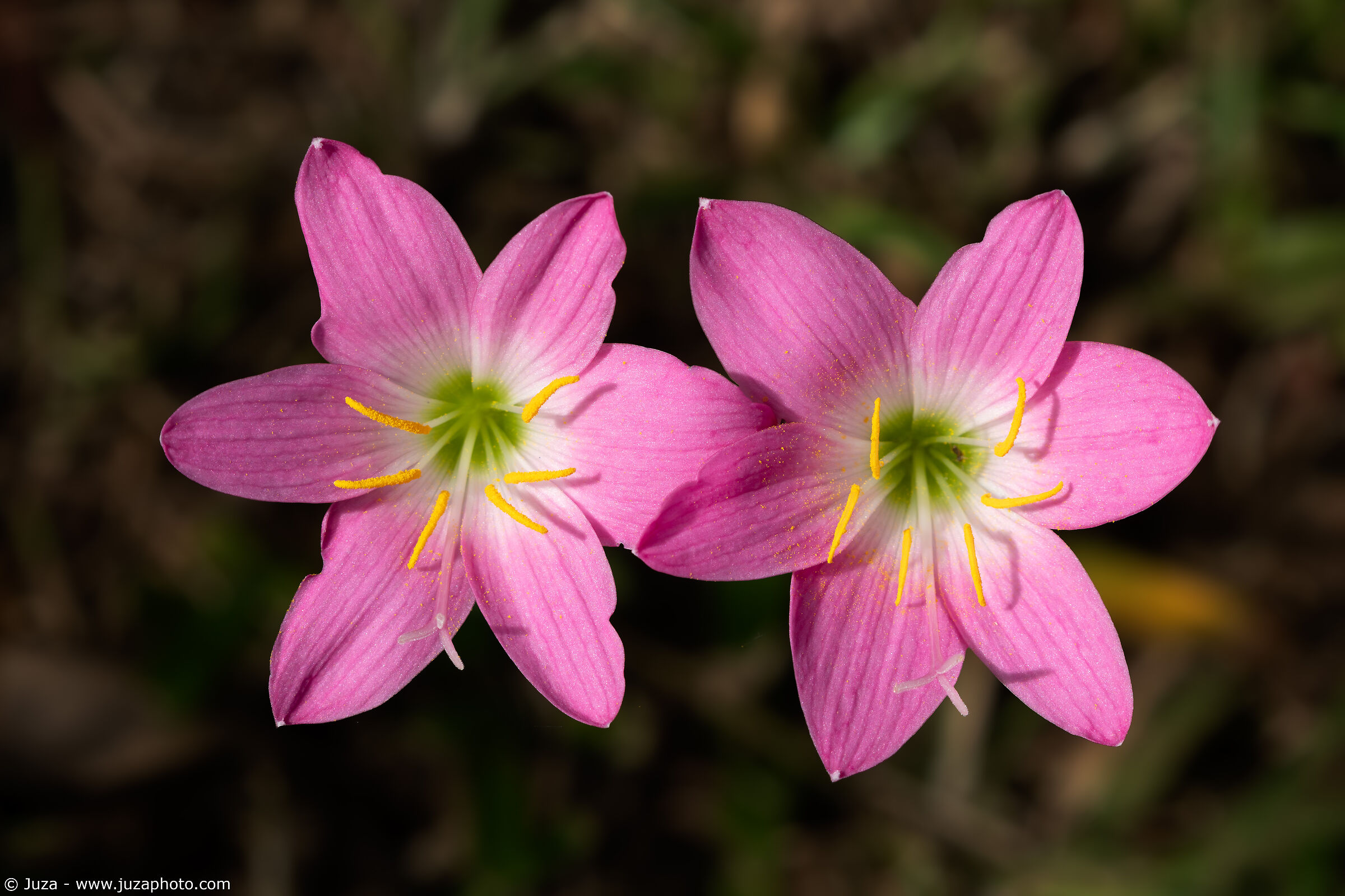 Zephyranthes carinata