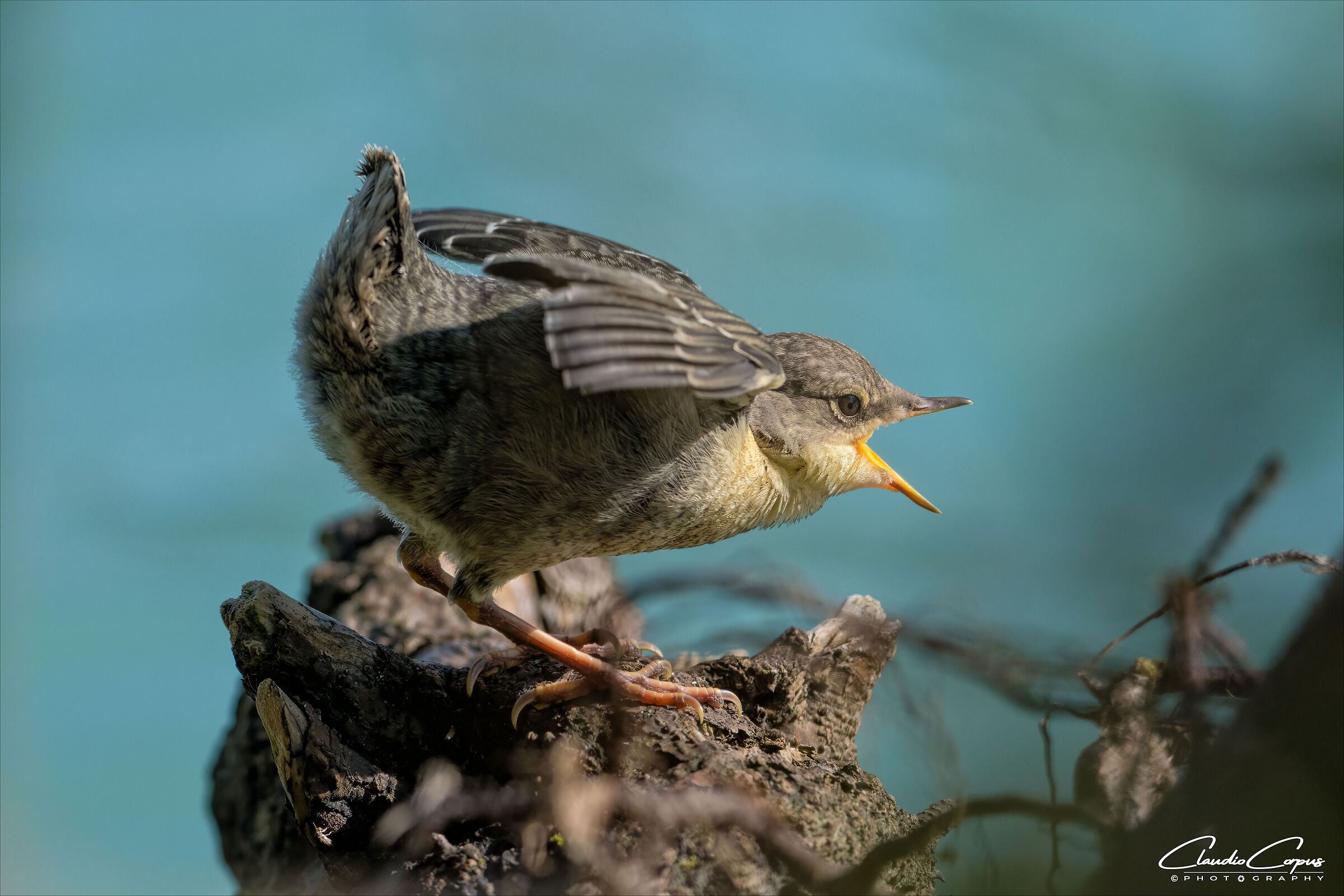Dipper (pullet)
