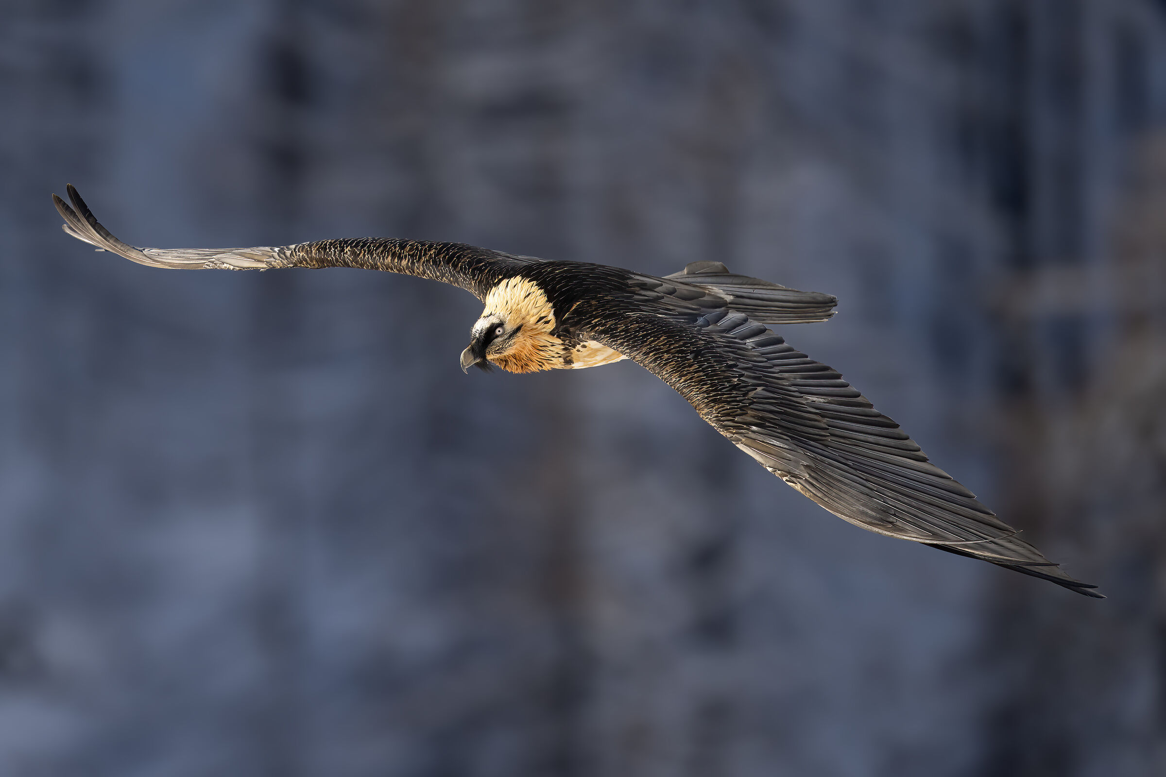 Gypaetus barbatus - Gran Paradiso National Park