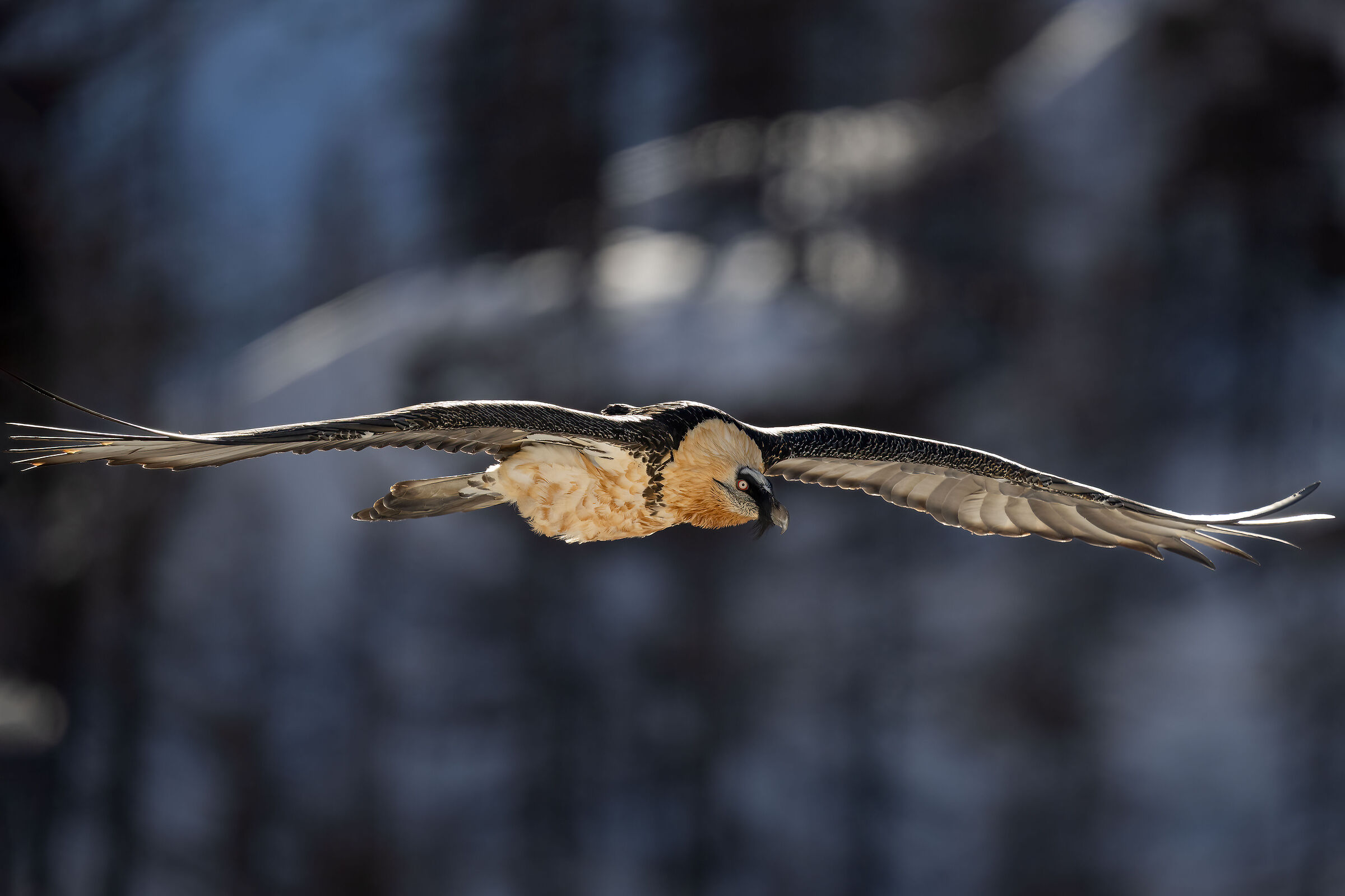 Gypaetus barbatus - Gran Paradiso National Park