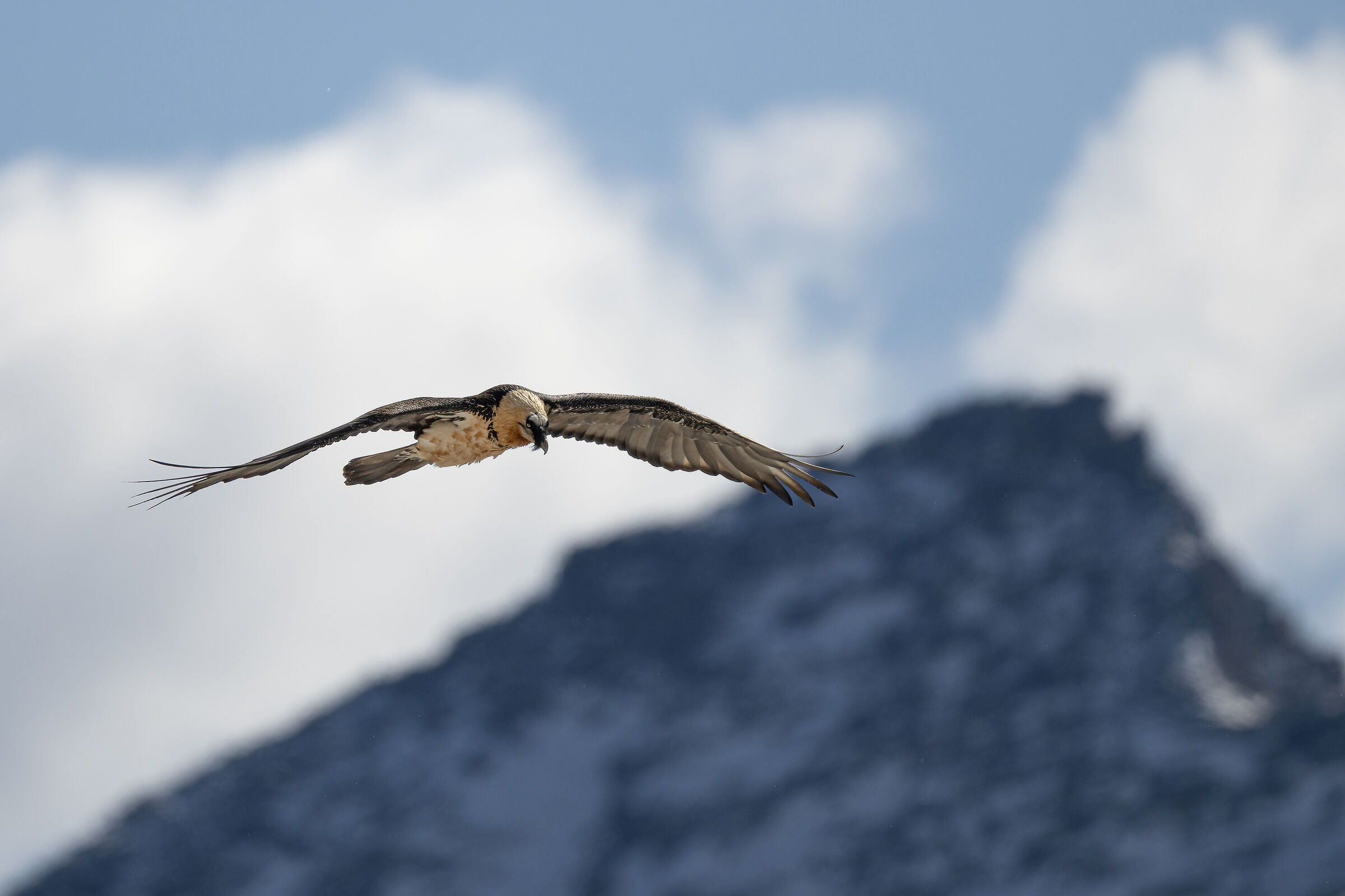 Gypaetus barbatus - Gran Paradiso National Park